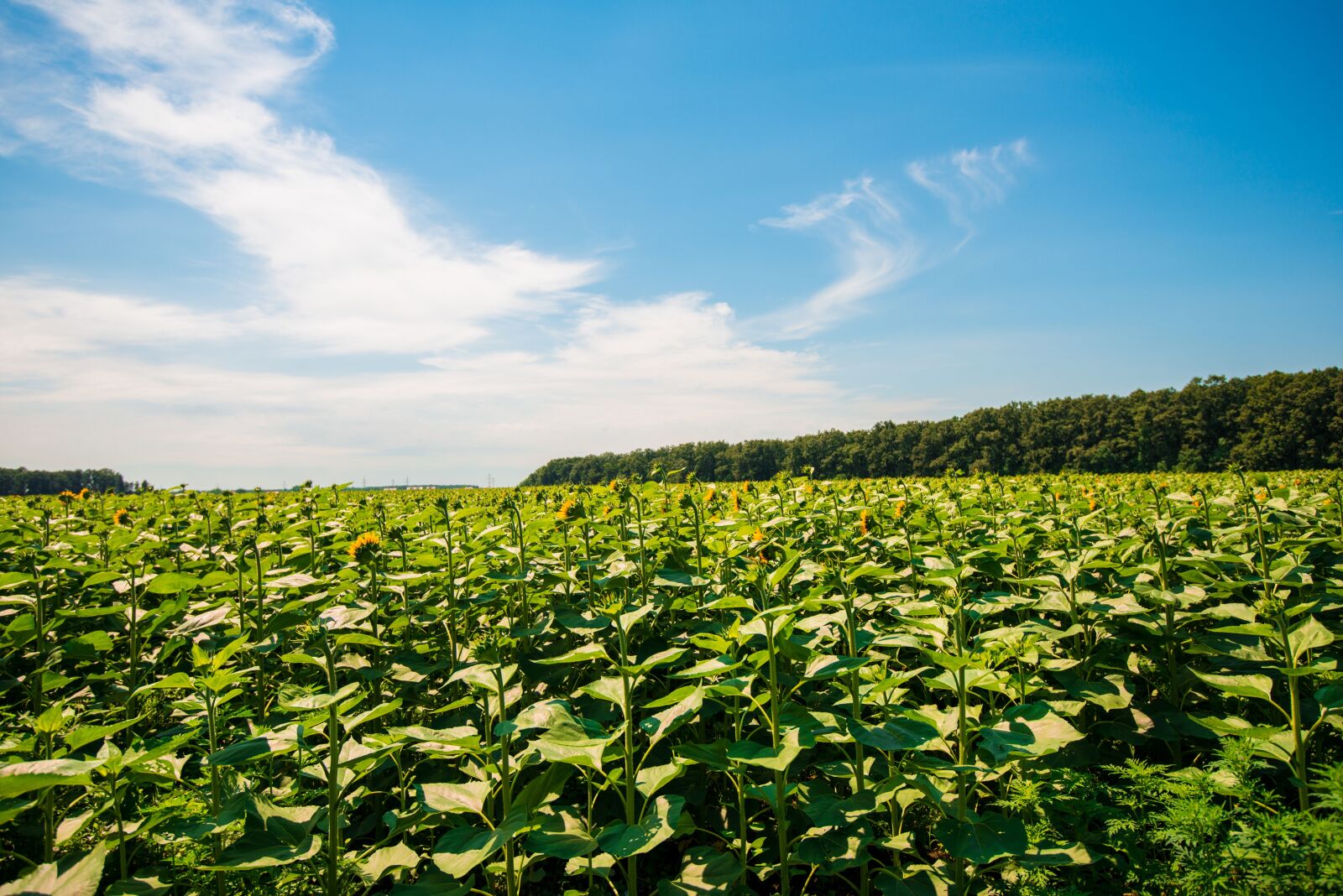 Nikon D800 sample photo. Nature, sky, green photography