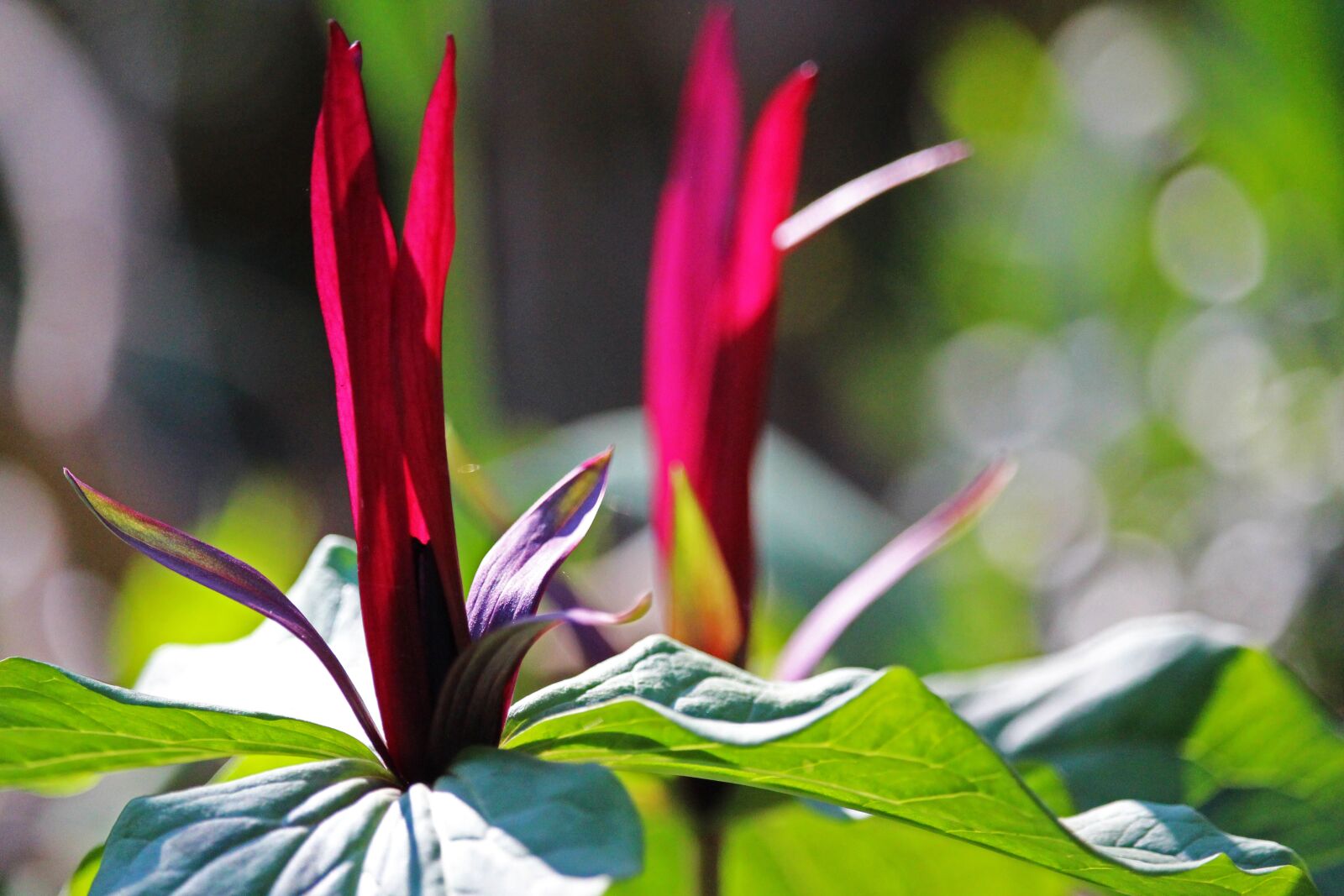 Canon EF-S 55-250mm F4-5.6 IS STM sample photo. Three sheet, forest lily photography