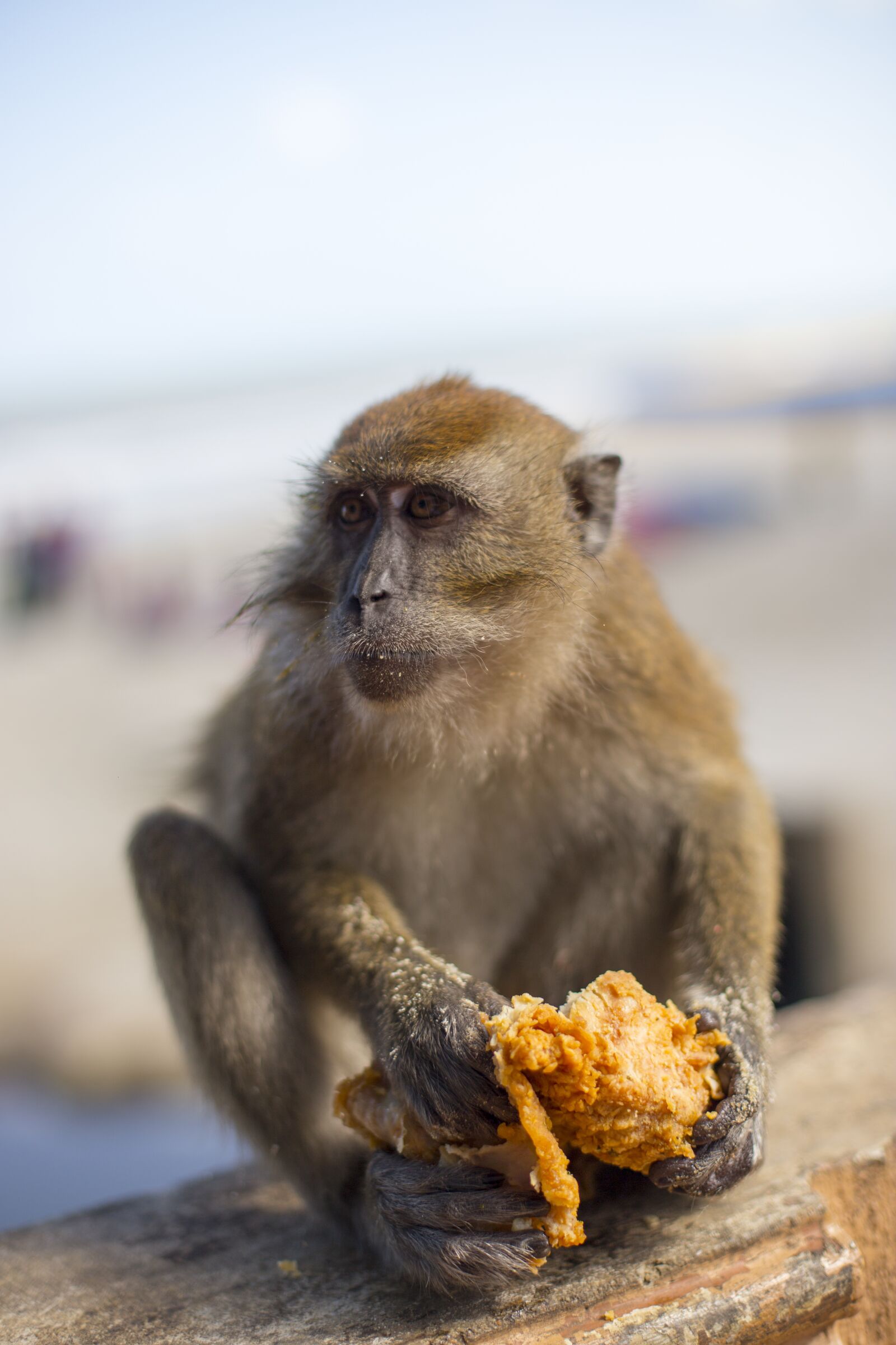 Canon EOS 6D + Canon EF 50mm F1.4 USM sample photo. Monkey, kfc, junk food photography