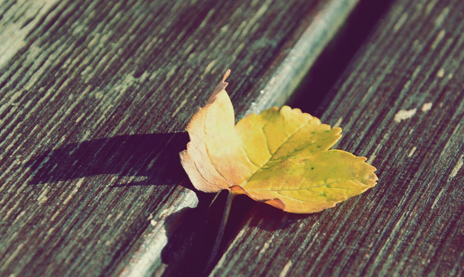 Nikon D7100 sample photo. Yellow leaf, wood, summer photography