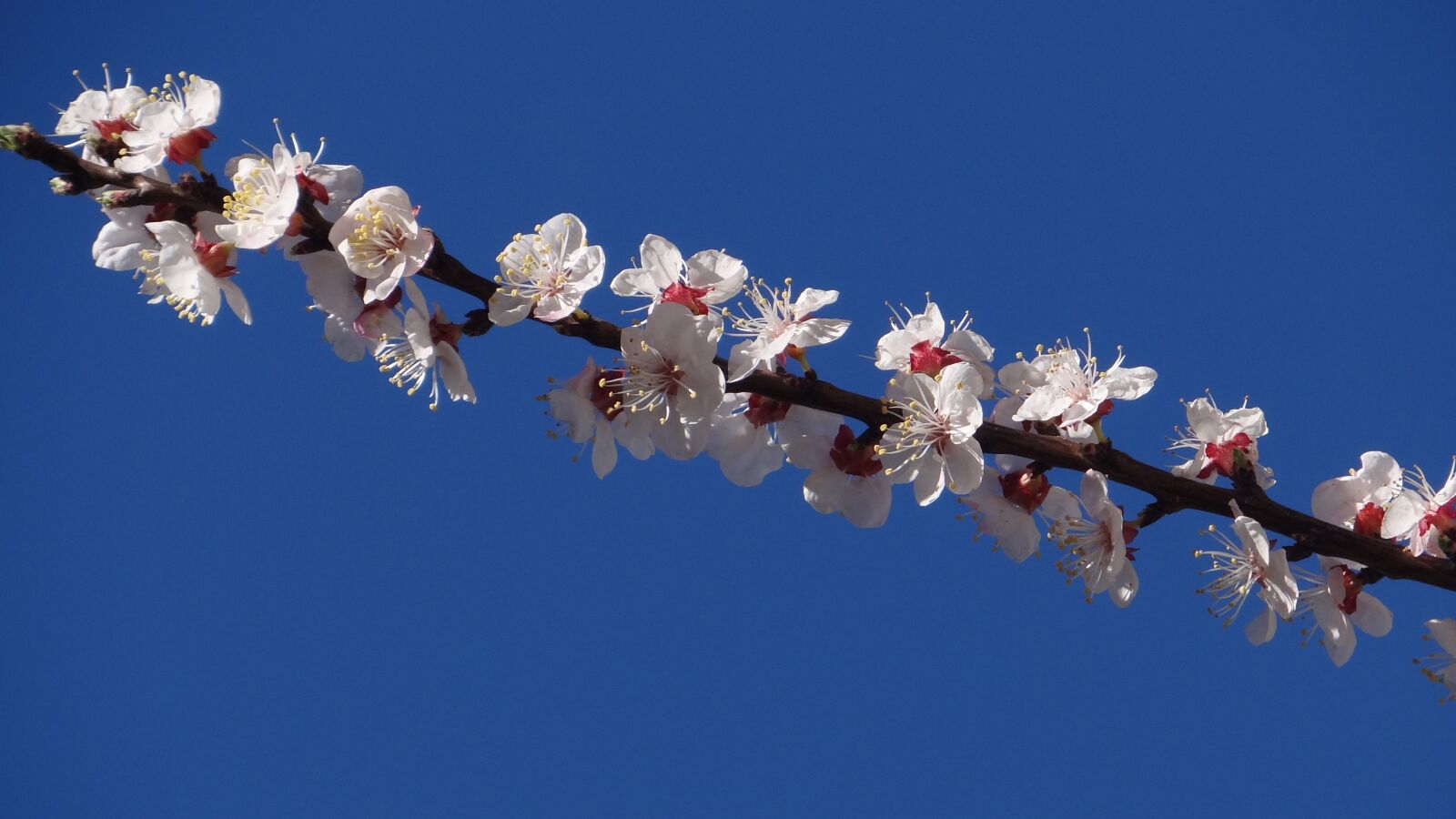 Sony Cyber-shot DSC-HX100V sample photo. Flower, cherry, branch photography