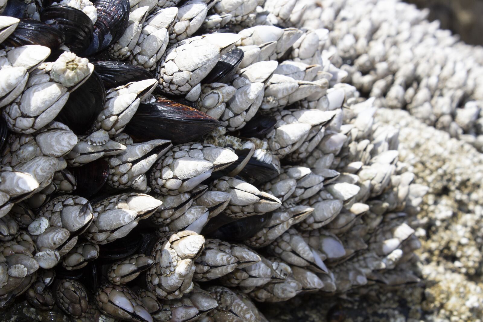 Canon EOS 600D (Rebel EOS T3i / EOS Kiss X5) sample photo. Barnacles, mussels, shell photography