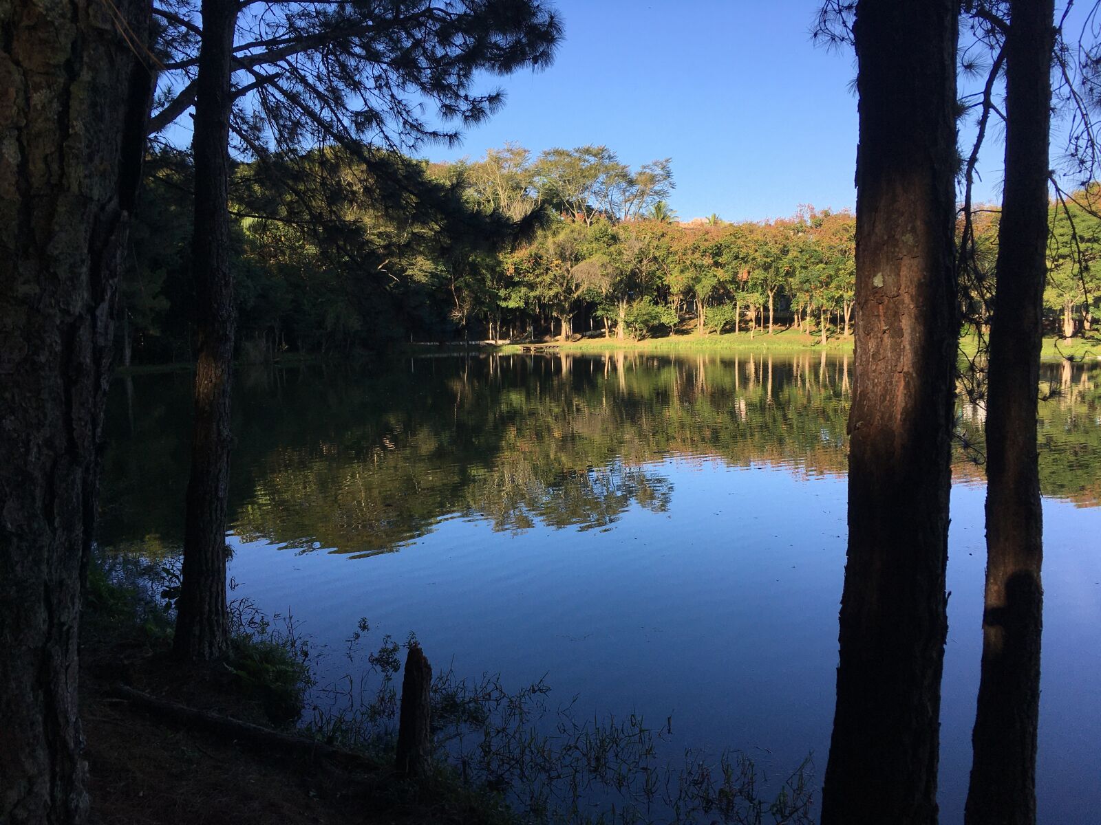 iPhone SE back camera 4.15mm f/2.2 sample photo. Nature, lake, pond photography