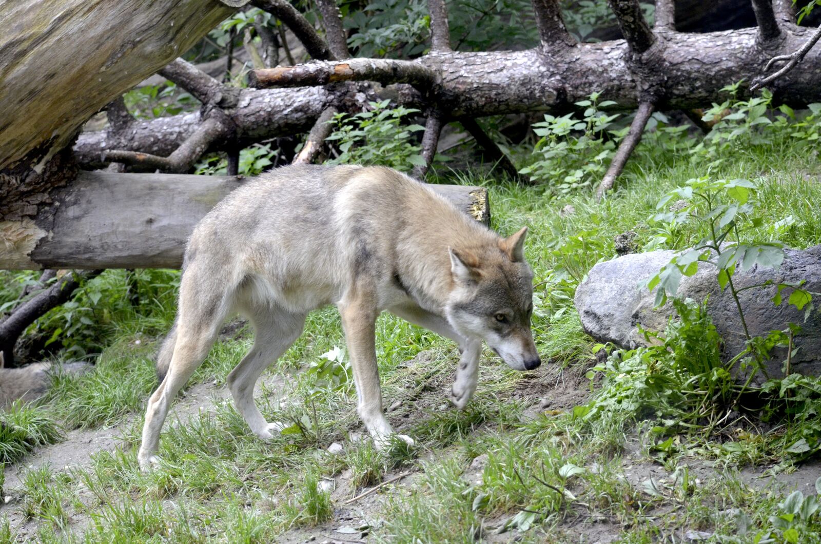 Nikon D5100 sample photo. Wolf, track, canis lupus photography