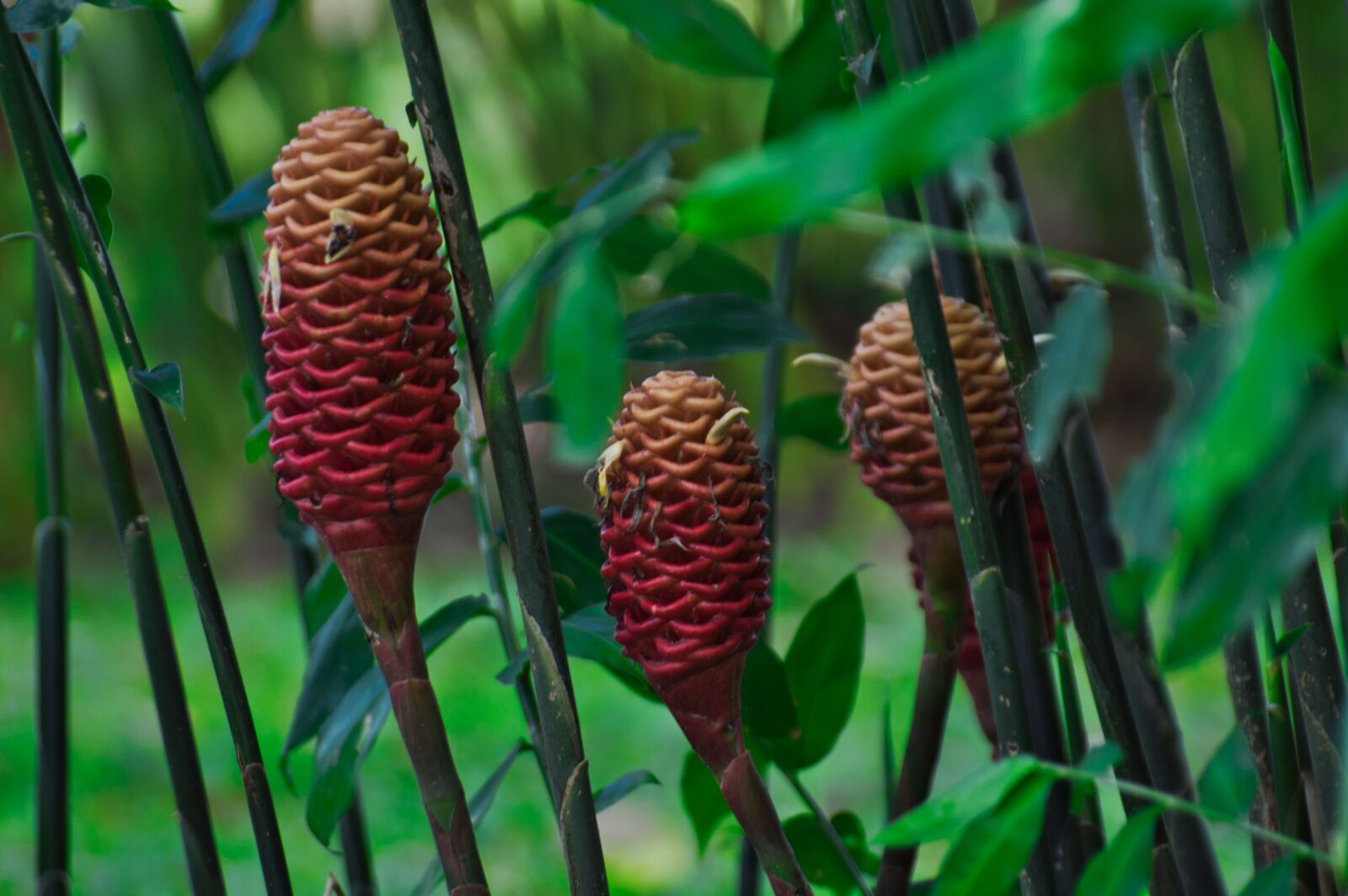 Nikon D3200 sample photo. Cartago, costa rica, ginger photography