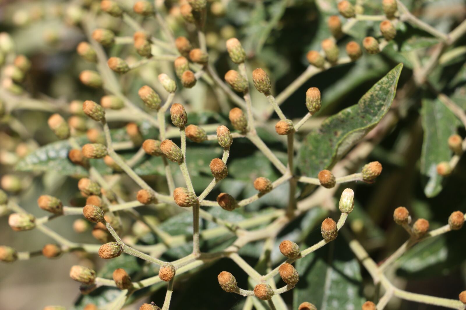 Canon EOS 70D sample photo. Nature, flowers, plant photography