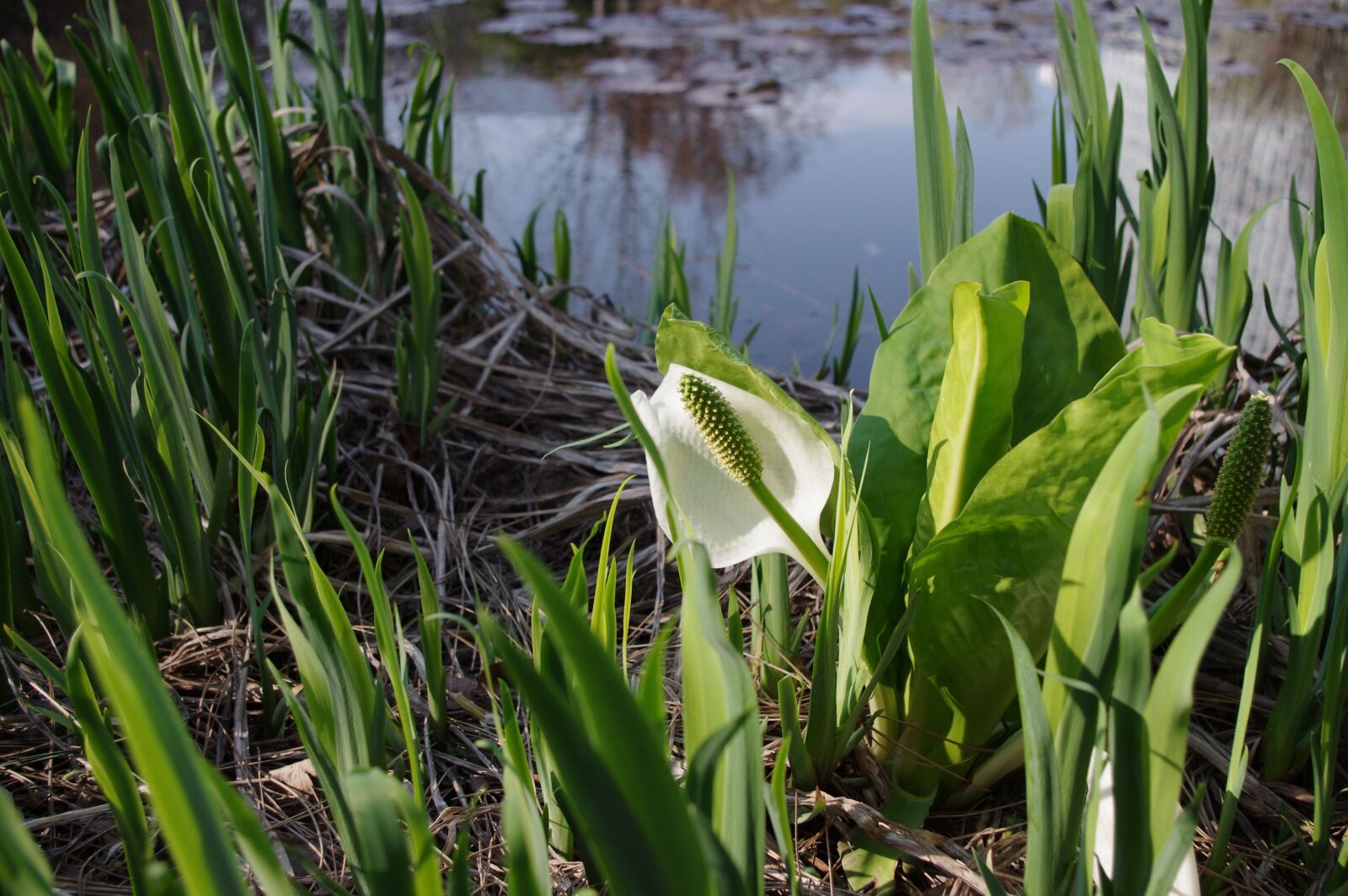 Pentax K-r sample photo. Asian skunk cabbage, white photography