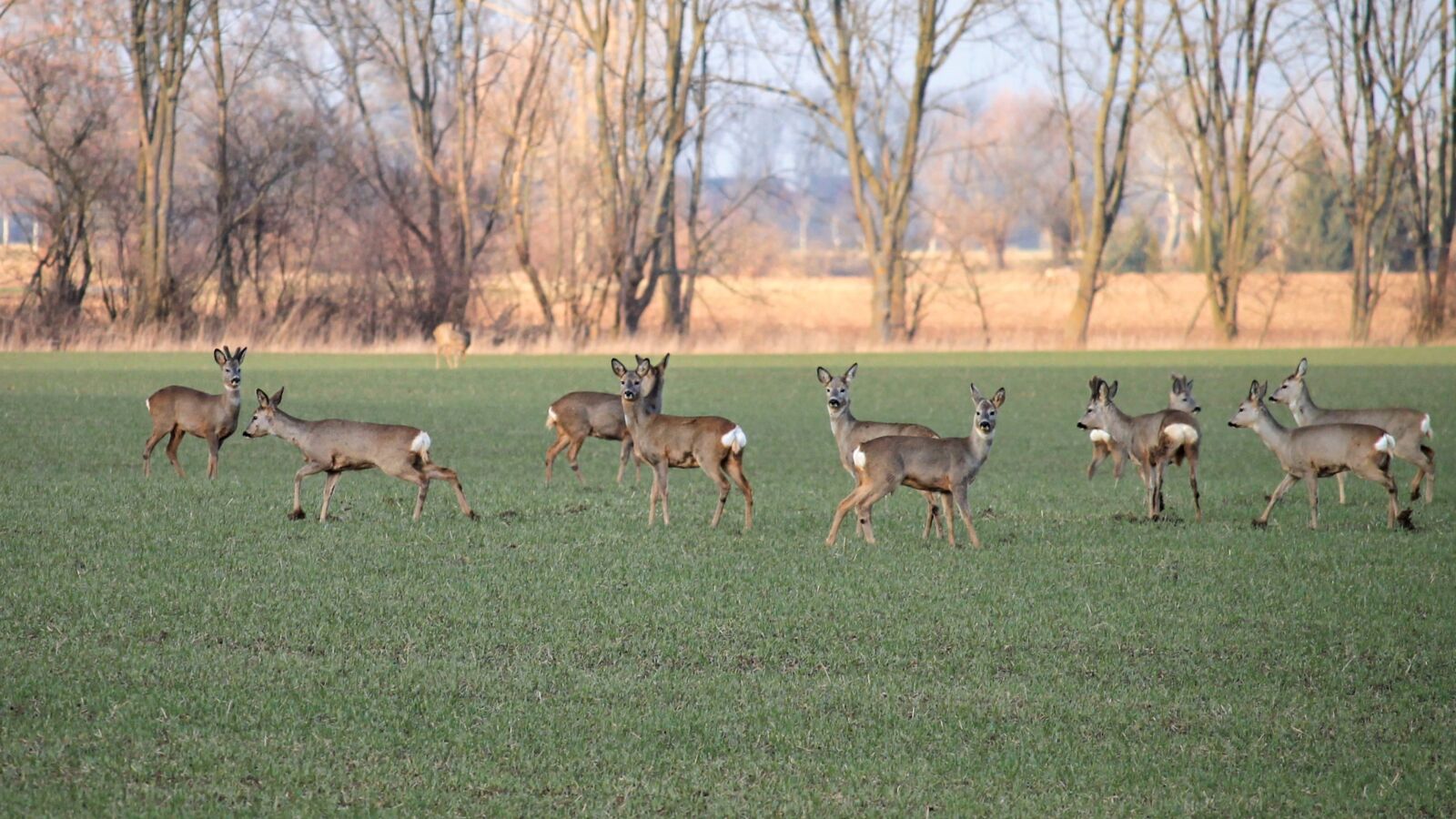 Canon EOS 1100D (EOS Rebel T3 / EOS Kiss X50) sample photo. Deer, fallow deer, landscape photography