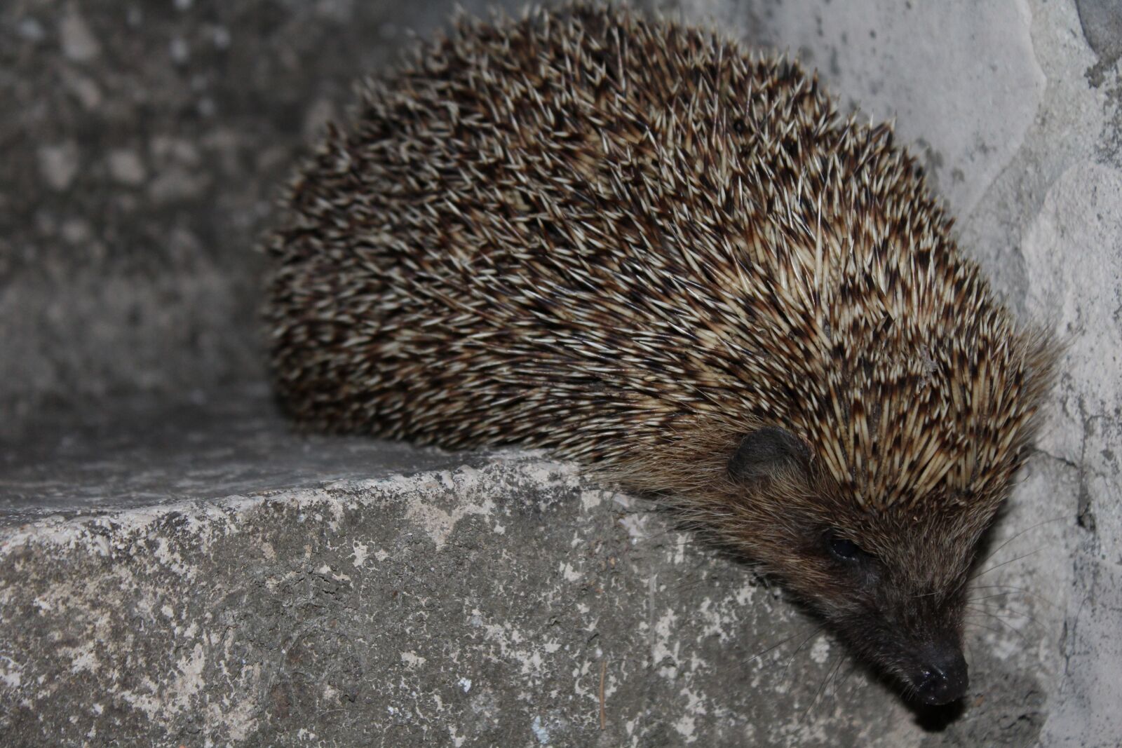 Canon EOS 1200D (EOS Rebel T5 / EOS Kiss X70 / EOS Hi) sample photo. Hedgehog, animal, spines photography