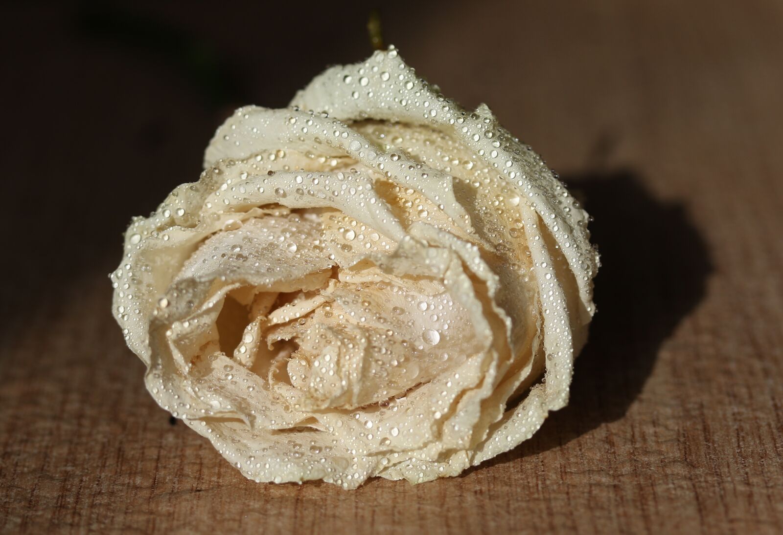 Canon EF-S 60mm F2.8 Macro USM sample photo. Rose, white, drops photography