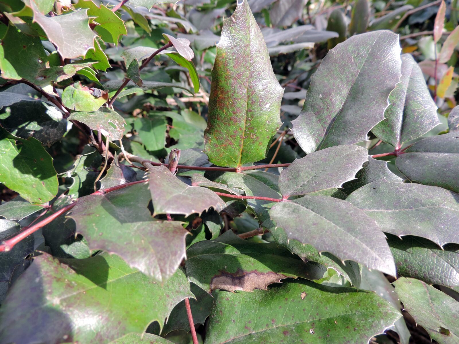 Nikon Coolpix P520 sample photo. Branches, green leaves, plant photography