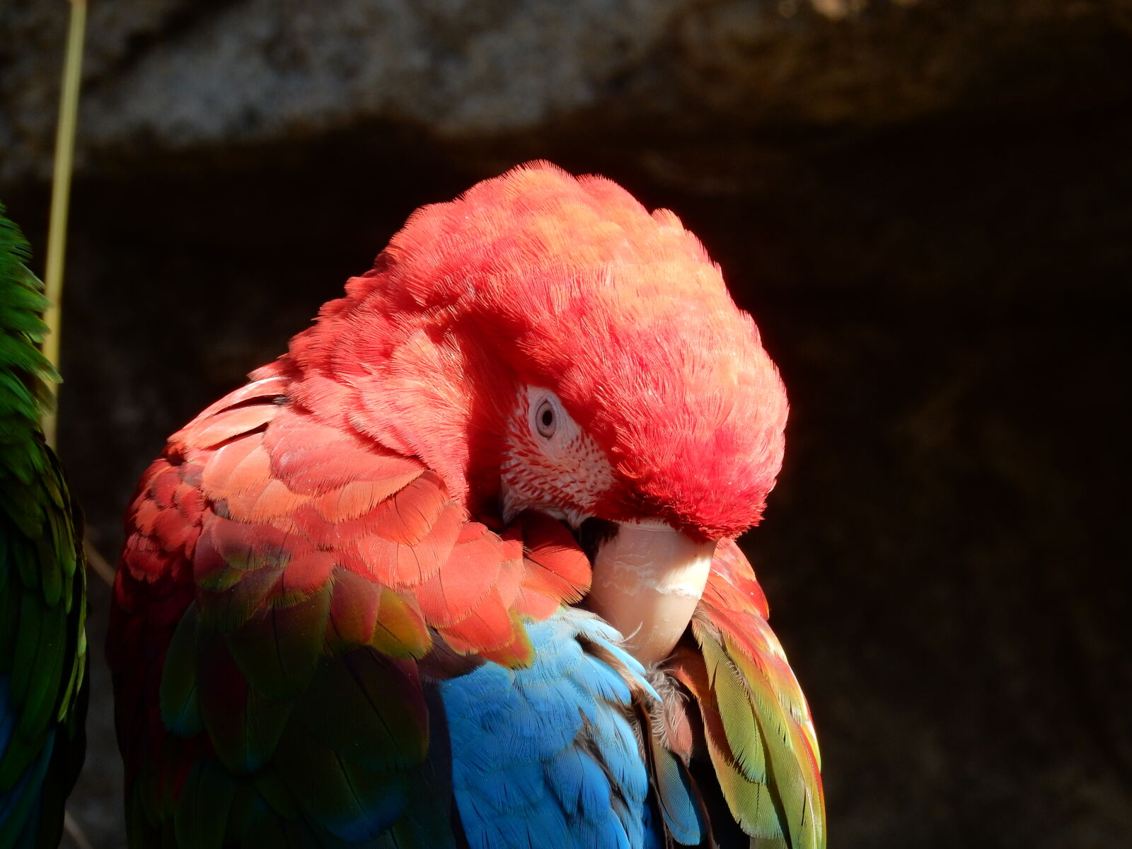 Nikon Coolpix S9900 sample photo. Bird, parrot photography