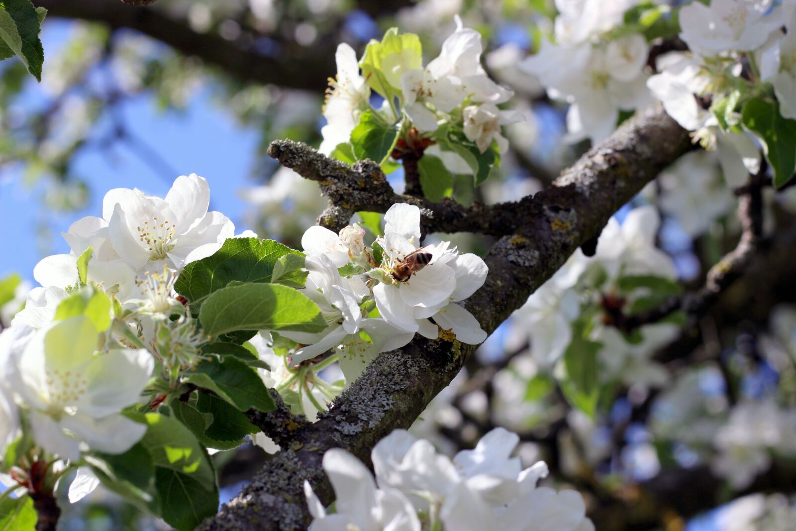 Canon EOS 600D (Rebel EOS T3i / EOS Kiss X5) sample photo. Tree, flowers, apple tree photography