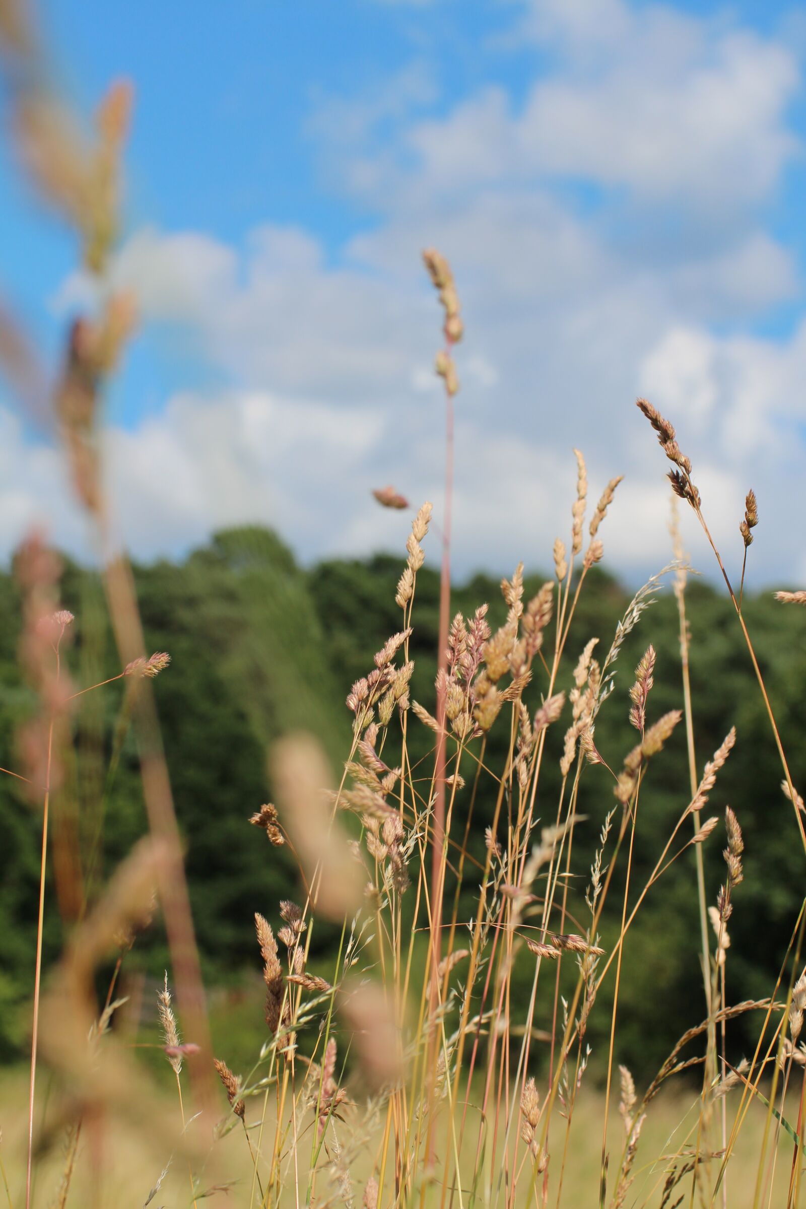 Canon EOS 650D (EOS Rebel T4i / EOS Kiss X6i) sample photo. Grasses, nature, sky photography