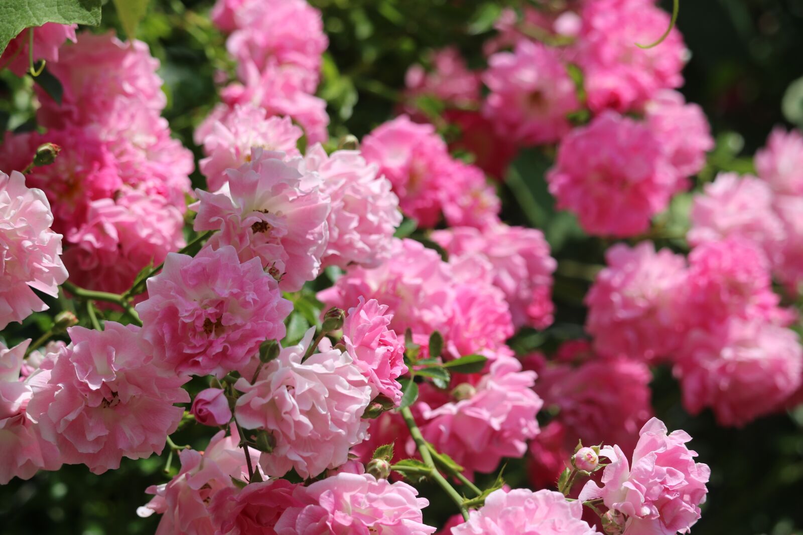 Canon EOS 750D (EOS Rebel T6i / EOS Kiss X8i) sample photo. Rose, pink, red photography