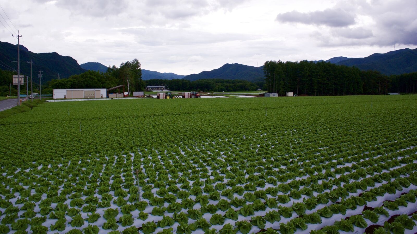 Nikon 1 J1 sample photo. Lettuce, field, village photography