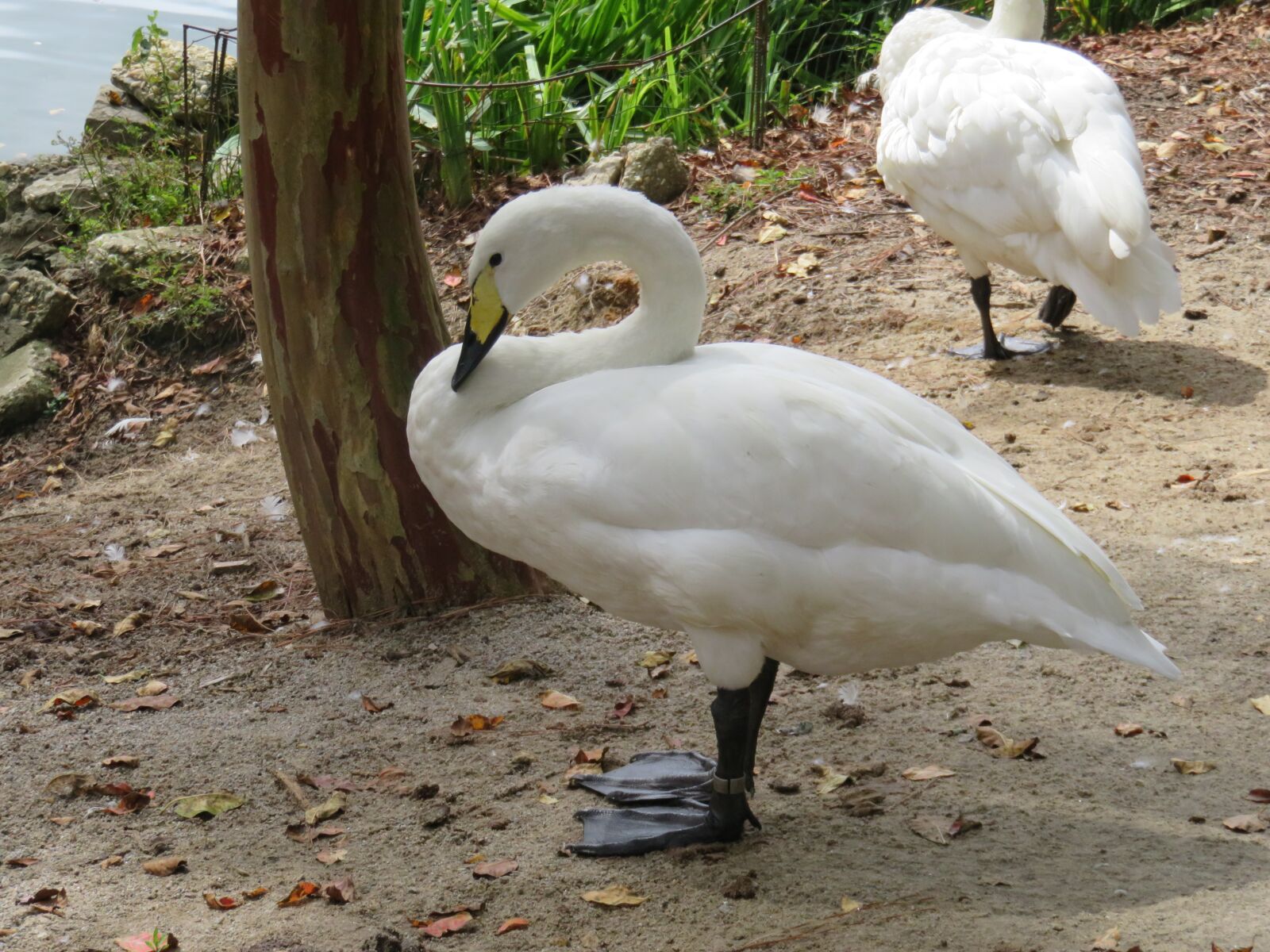 Canon PowerShot SX710 HS sample photo. Swan lake iris gardens photography