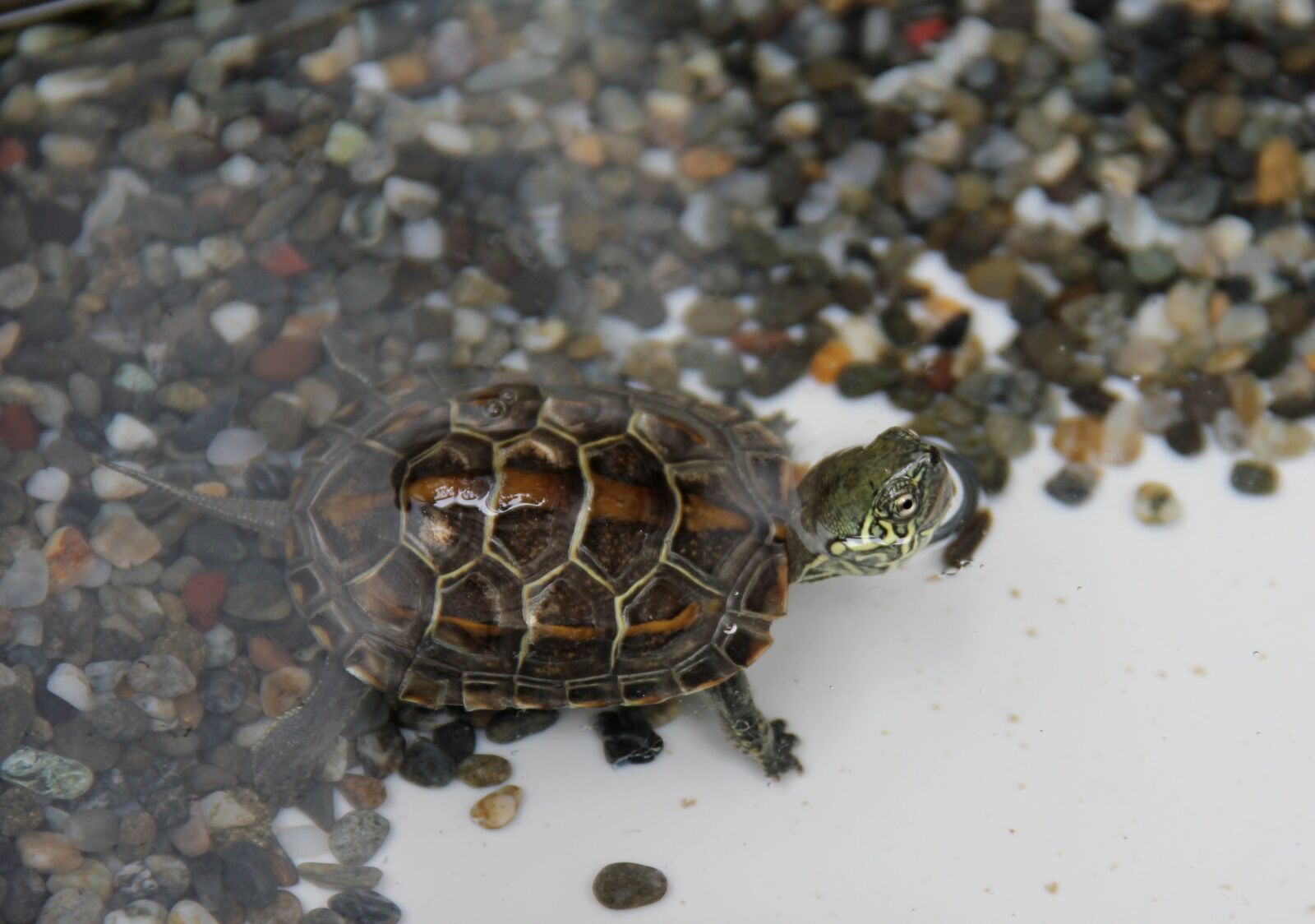 Canon EOS 550D (EOS Rebel T2i / EOS Kiss X4) sample photo. Turtle, turtles photography