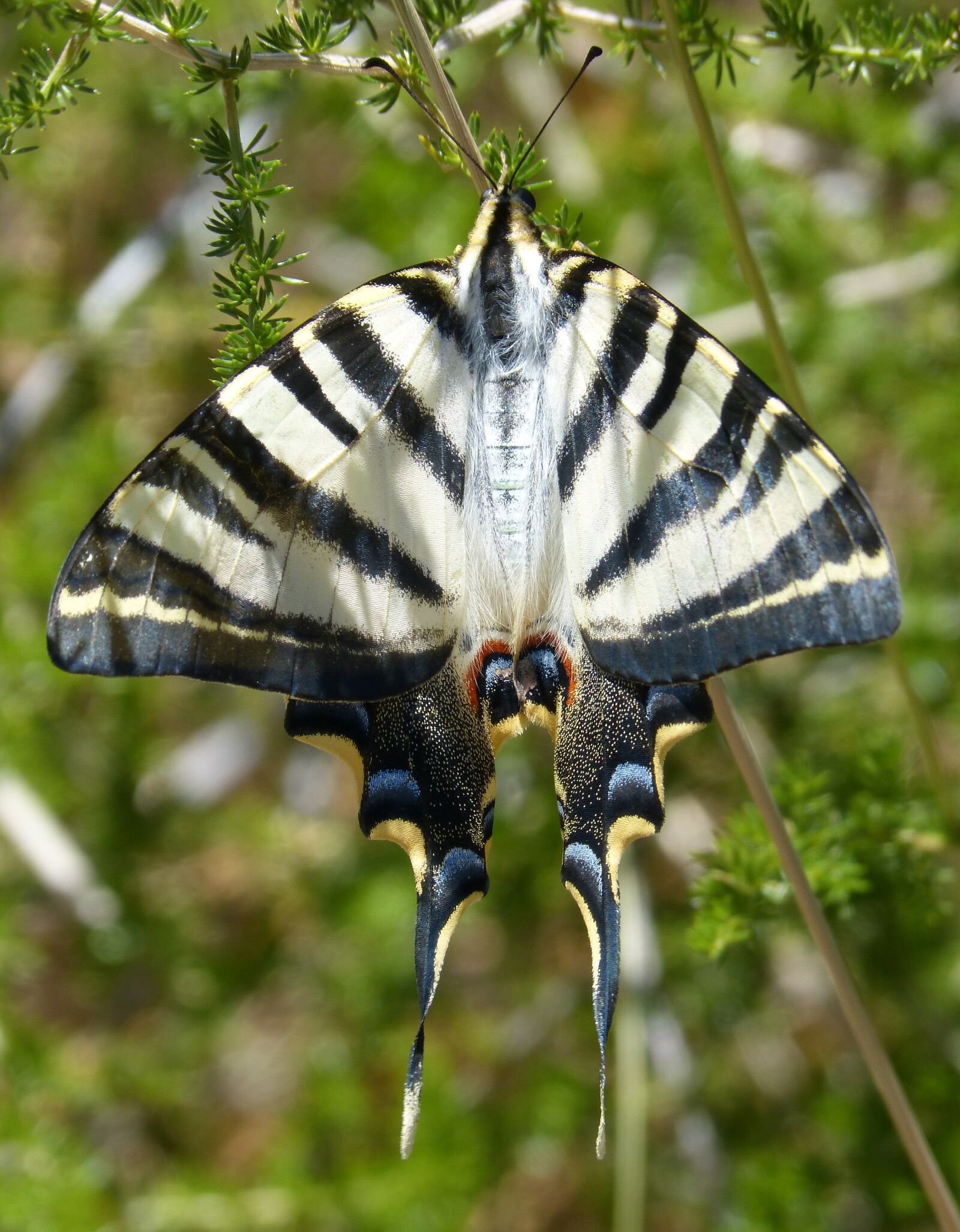 Panasonic DMC-FZ62 sample photo. Papilio machaon, butterfly queen photography