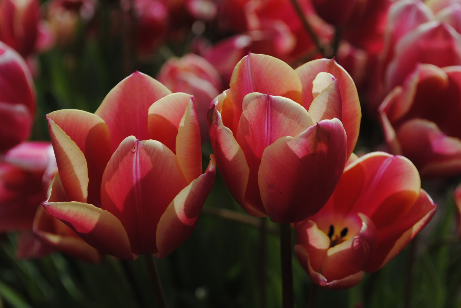 Nikon D3000 sample photo. Tulip, flower, flora photography