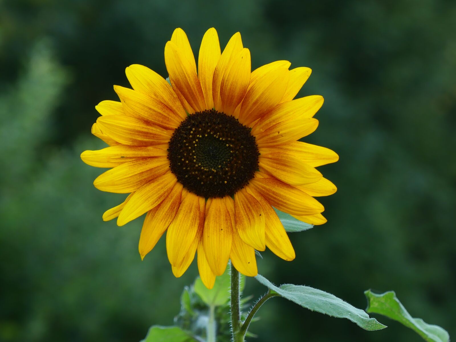Panasonic Lumix DMC-FZ300 sample photo. Sunflower, garden, summer photography