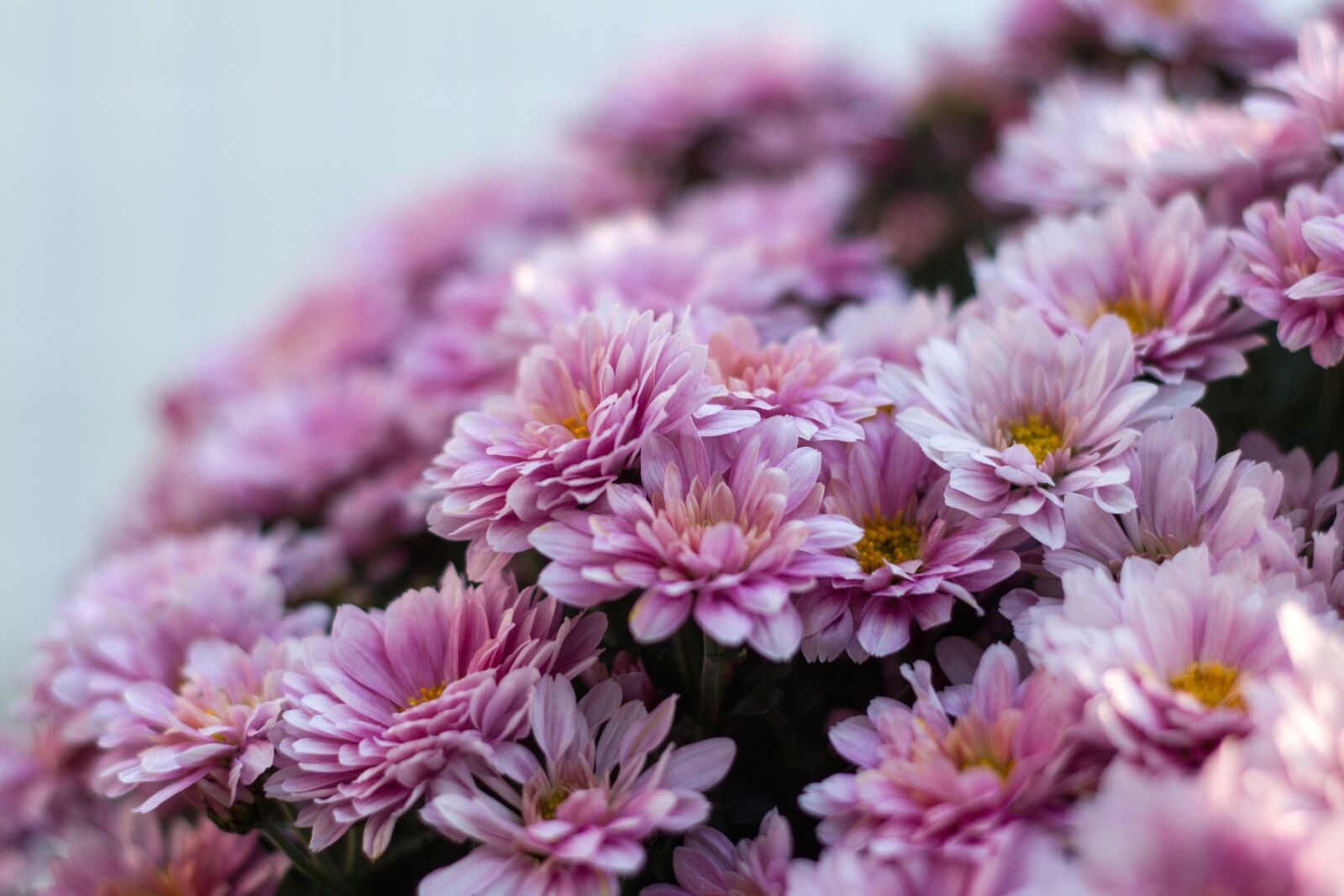 Canon EOS 7D + Canon EF 50mm F1.8 II sample photo. Blossom, chrysanthemum, botanical garden photography