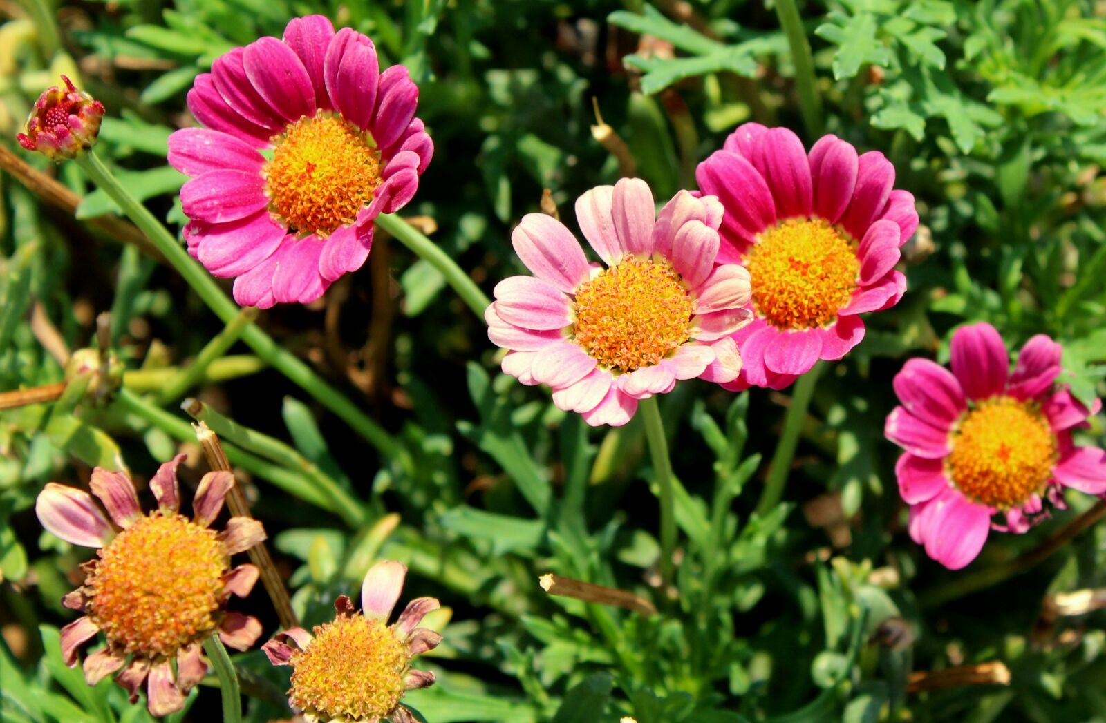 Canon EOS 1200D (EOS Rebel T5 / EOS Kiss X70 / EOS Hi) sample photo. Flowers, summer, pink flowers photography