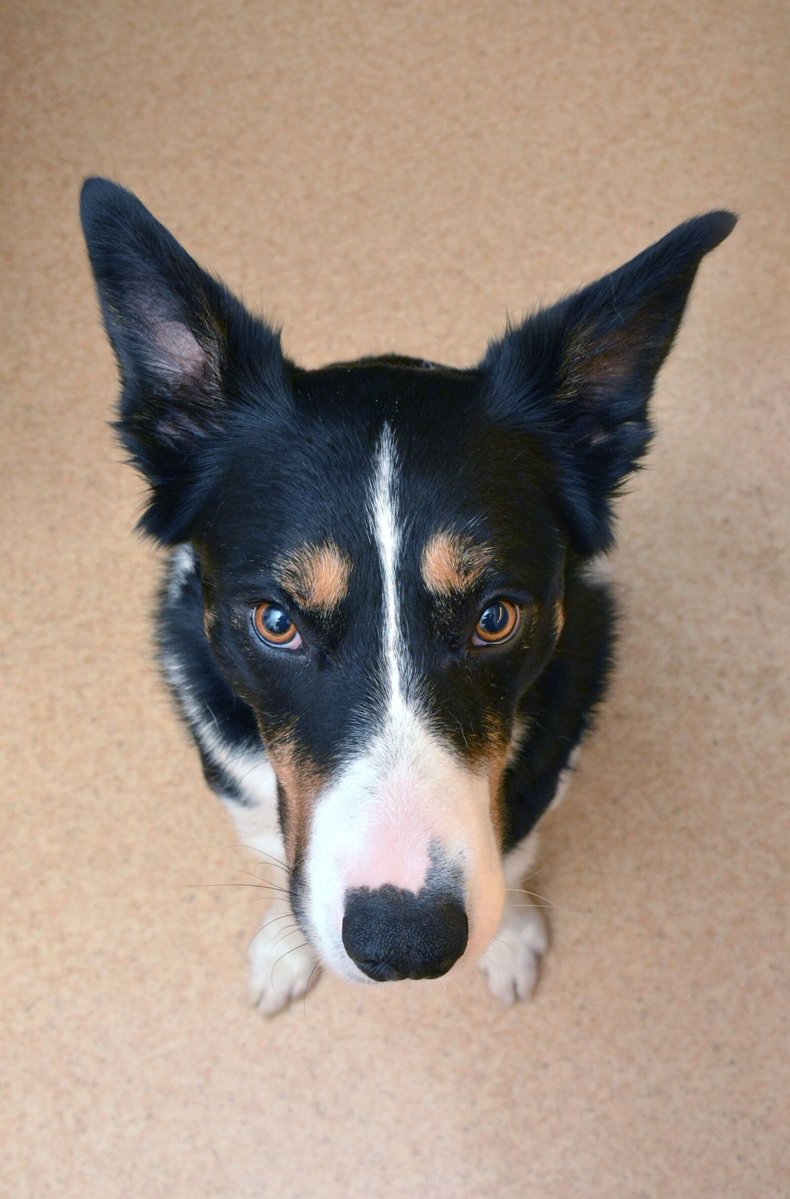 Nikon D7100 sample photo. Dog, animal, attention photography