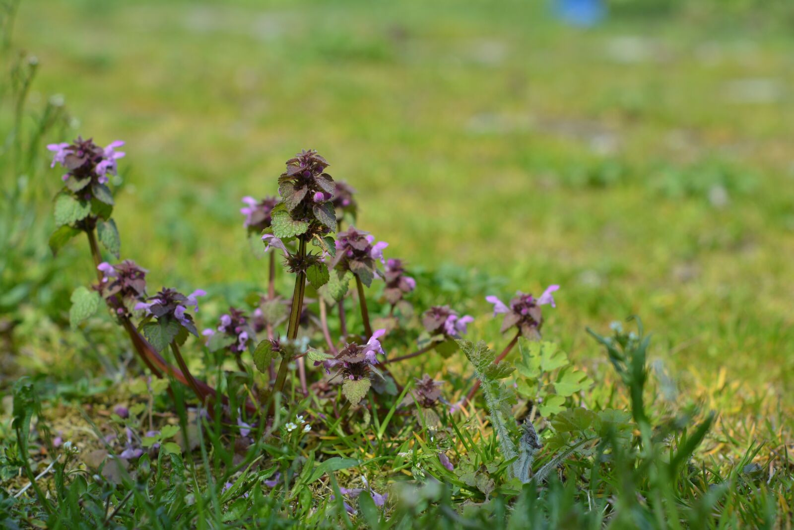 Nikon D5200 sample photo. Nettle pink, weed, plants photography