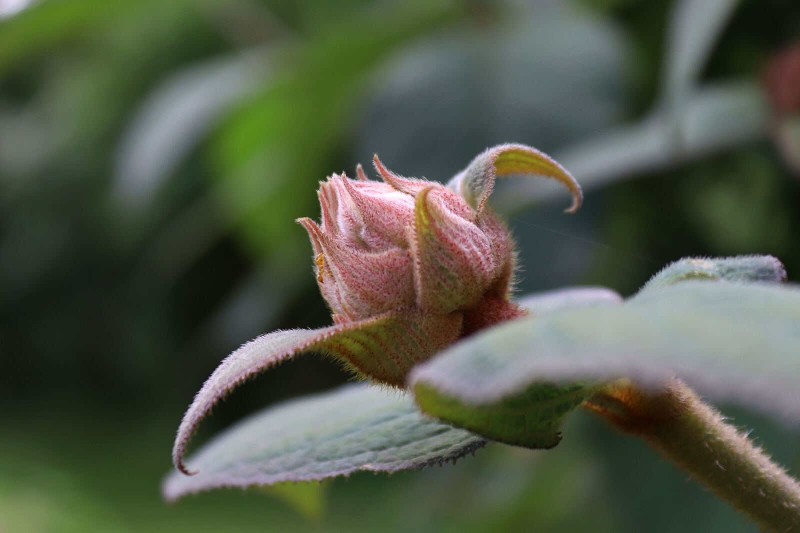 Canon EOS 200D (EOS Rebel SL2 / EOS Kiss X9) sample photo. Bud, blossom, bloom photography