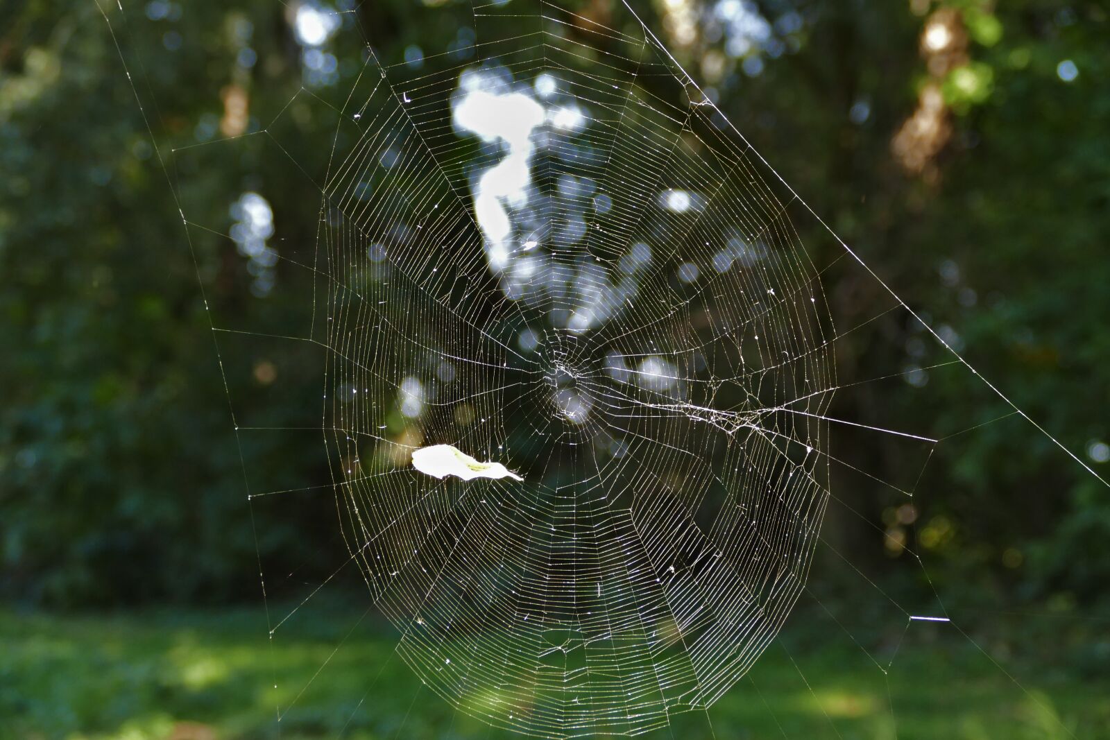 Panasonic Lumix DMC-FZ1000 sample photo. Spider web, forest, trap photography