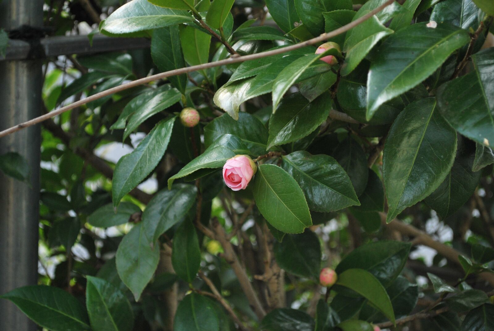 Nikon D60 sample photo. Flower, camellia, flowers photography
