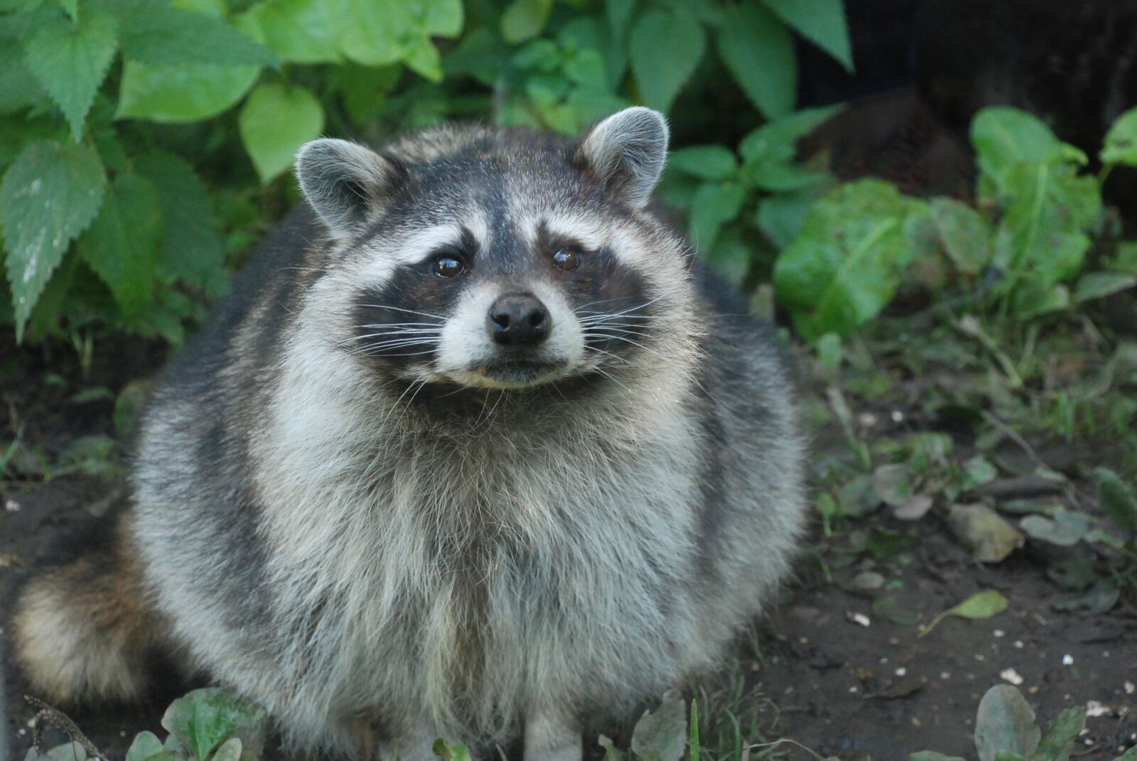 Nikon D80 sample photo. Raccoon, fur, zoo photography