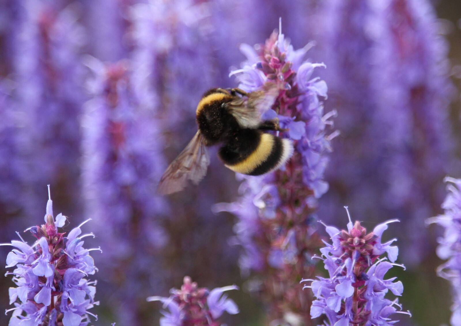 Canon EOS 1200D (EOS Rebel T5 / EOS Kiss X70 / EOS Hi) sample photo. Bumblebee, flowers, pollen photography