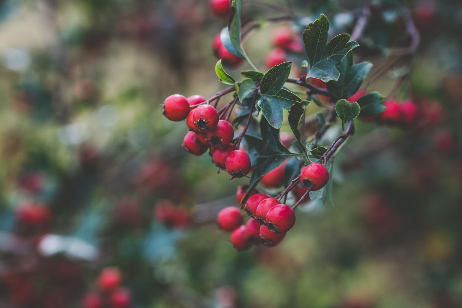 Sony ILCA-77M2 + 105mm F2.8 sample photo. Berries, nature, garden photography