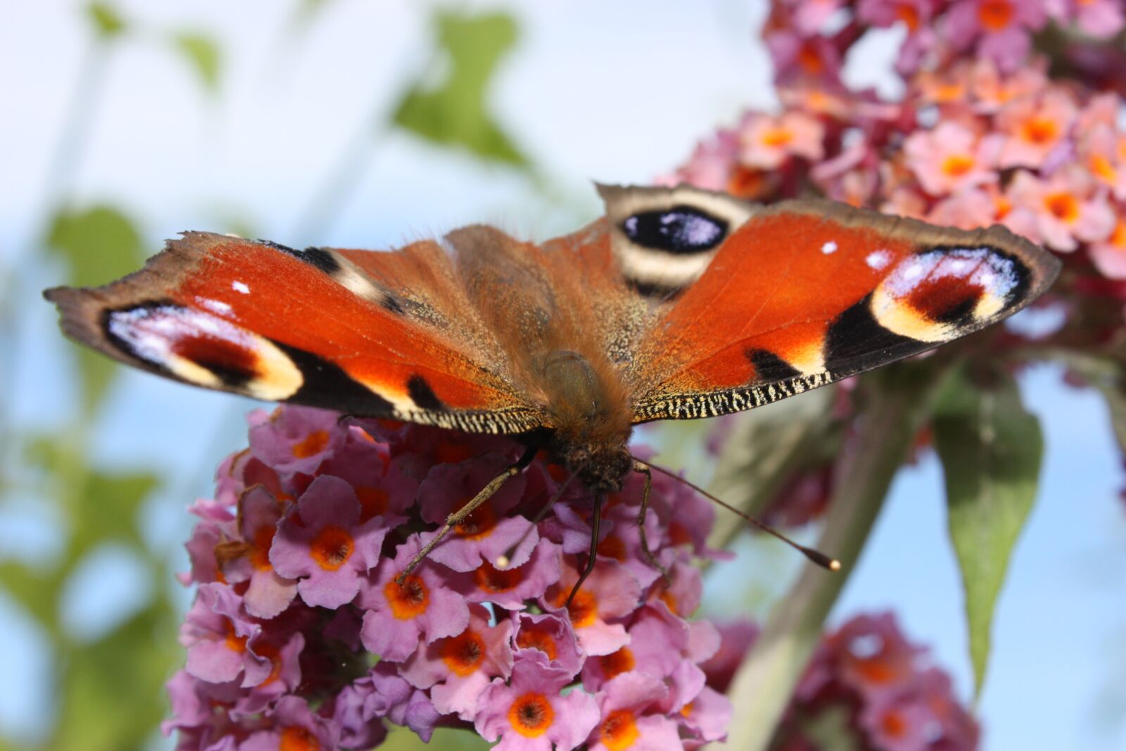 Canon EOS 450D (EOS Rebel XSi / EOS Kiss X2) sample photo. Summer, peacock, butterfly photography