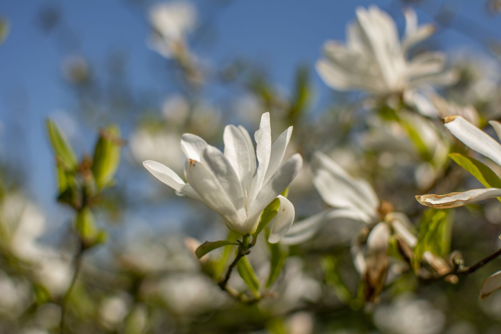 Nikon D5200 sample photo. Spring, flowers, season photography