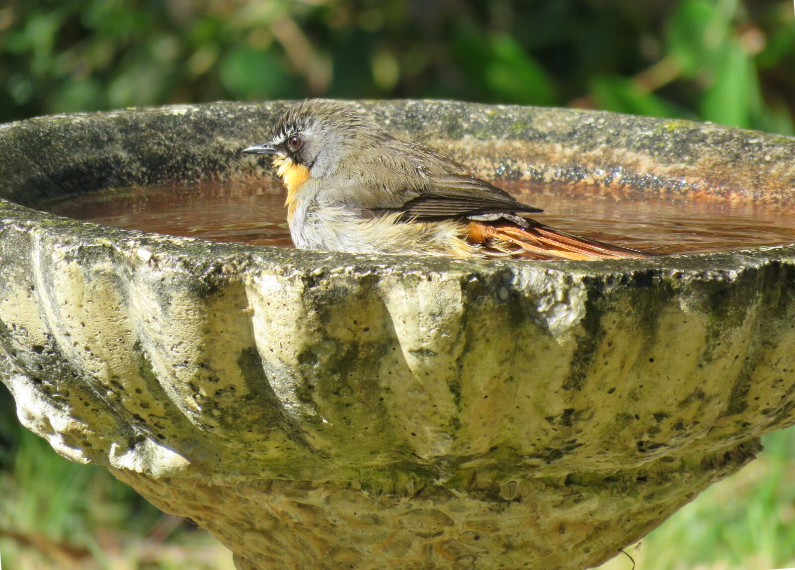 Canon PowerShot SX60 HS sample photo. Bird, birdbath, bird bath photography