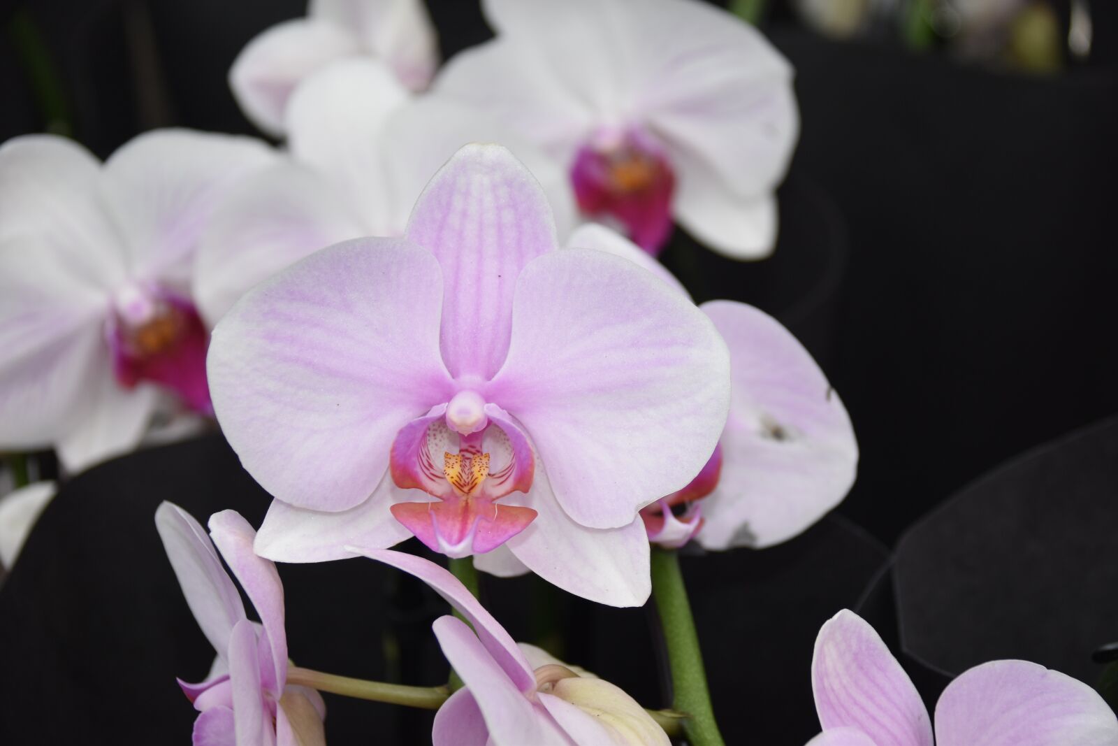 Nikon D5600 sample photo. Flower, orchid, flower pale photography