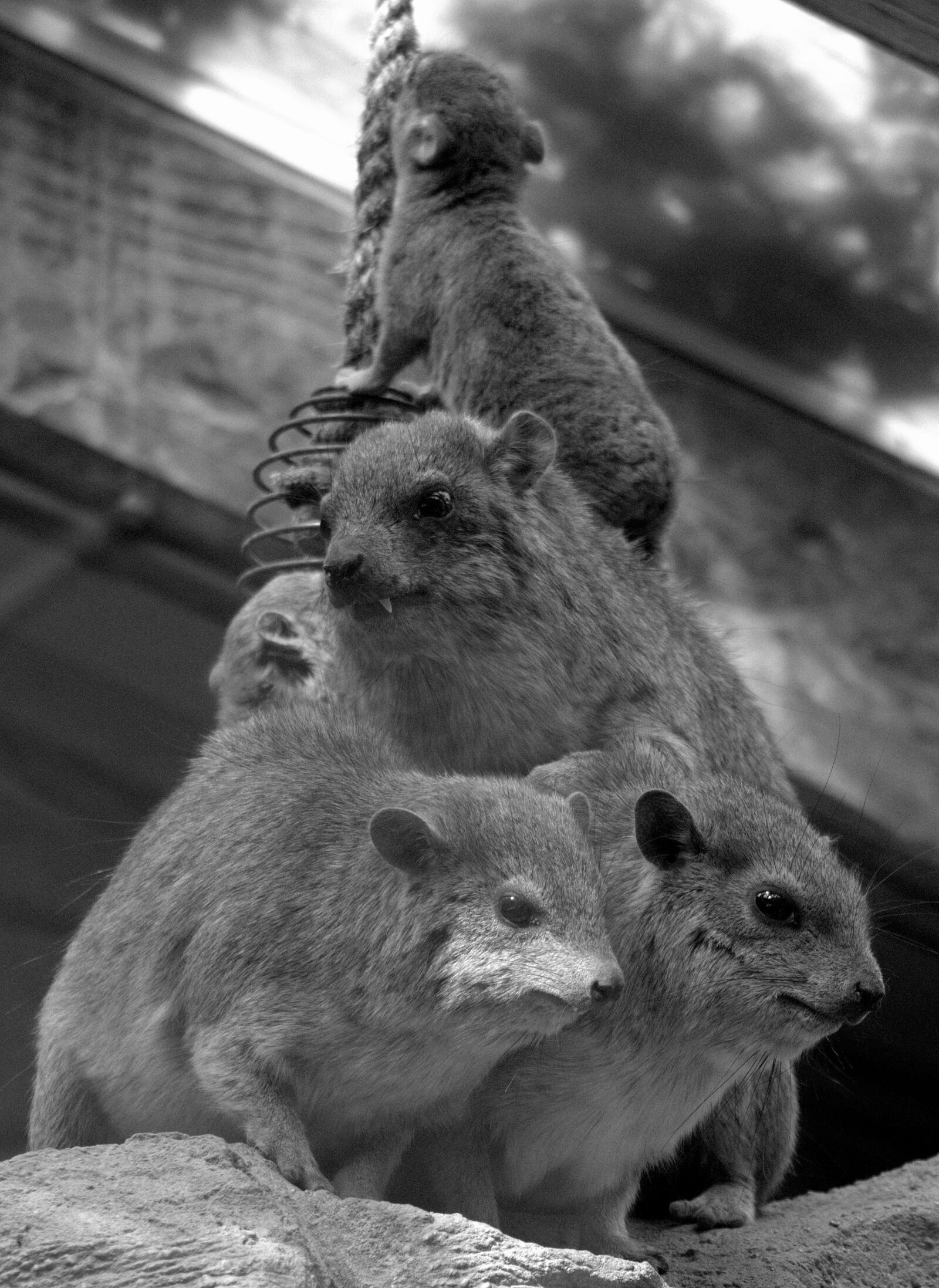 Canon EF75-300mm f/4-5.6 sample photo. Mammal, wildlife, cute photography