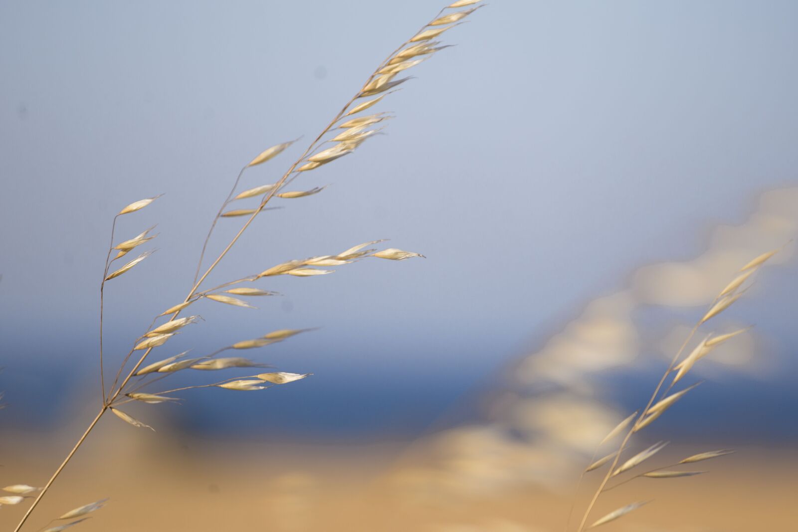 Canon EOS 6D + Canon EF 70-200mm F4L IS USM sample photo. Summer, wheat, agriculture photography