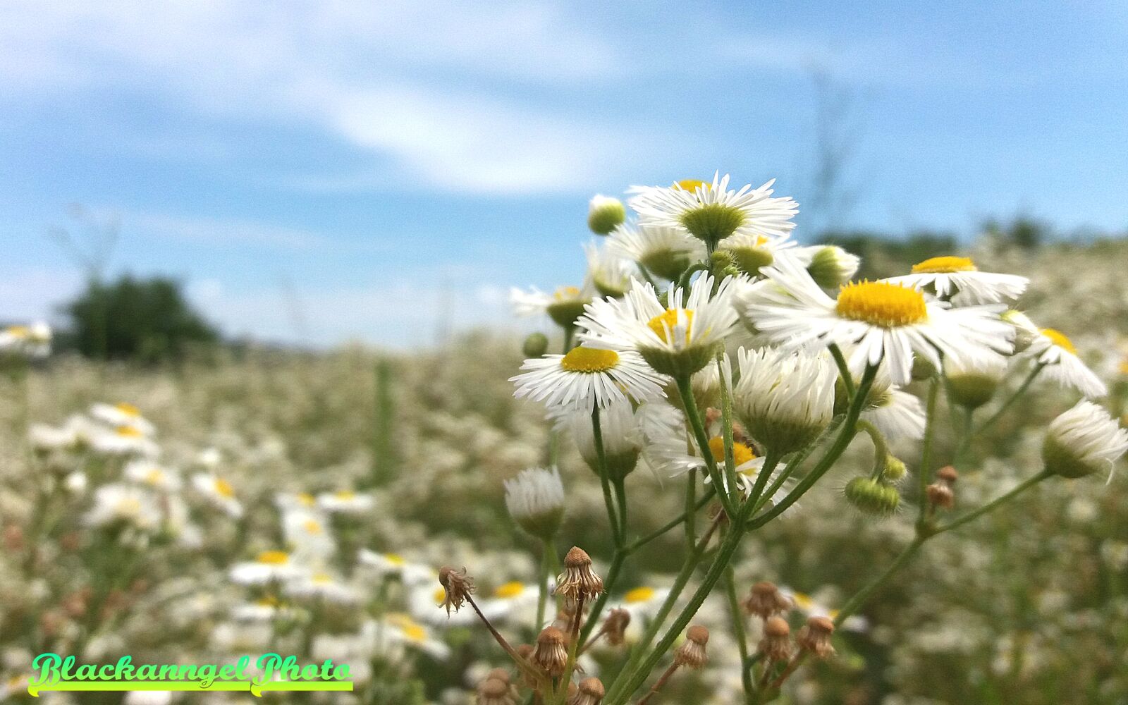Samsung Galaxy J5 sample photo. Beautiful, flowers, camomile, summer photography
