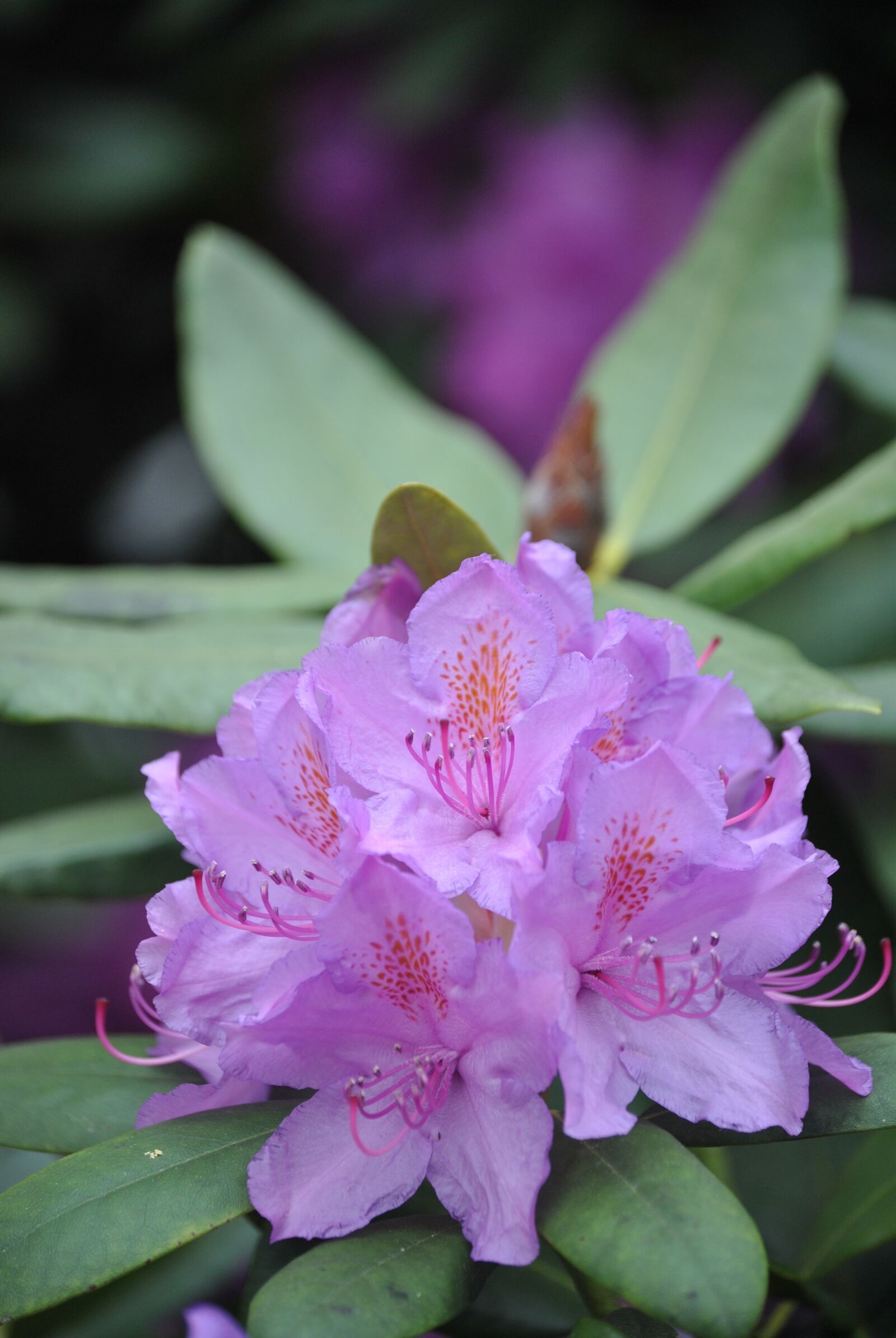 Nikon D3000 sample photo. Flowers, rhododendron, bush photography