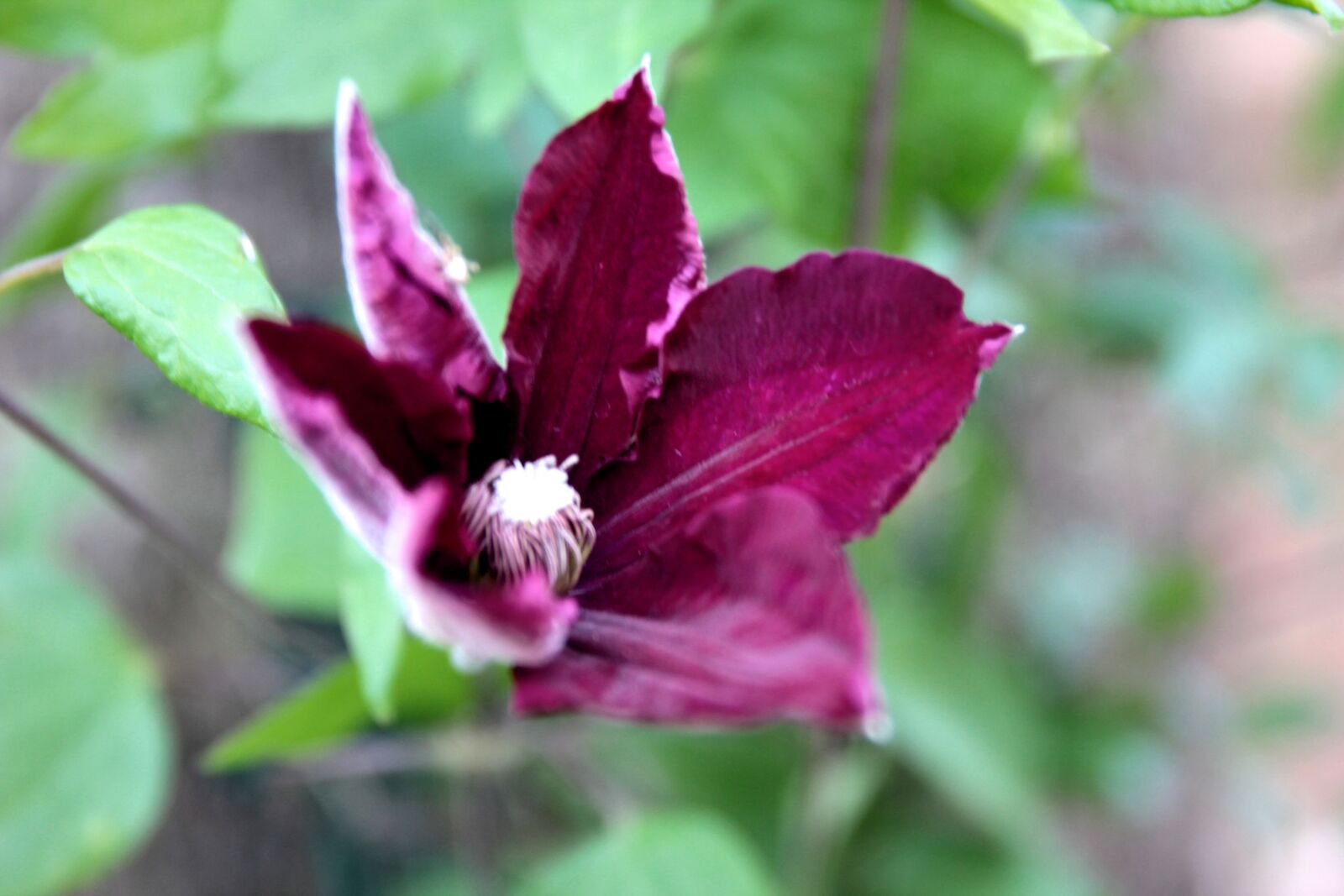 Canon EOS 550D (EOS Rebel T2i / EOS Kiss X4) sample photo. Clematis, flower, plant photography