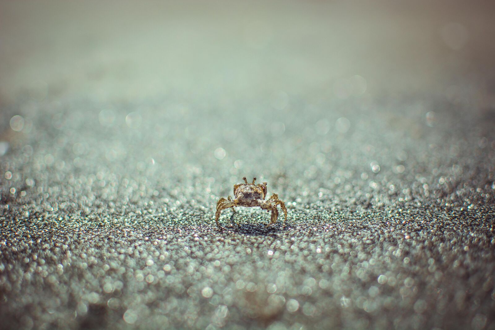 Nikon D5200 sample photo. Beach, crab, sand photography