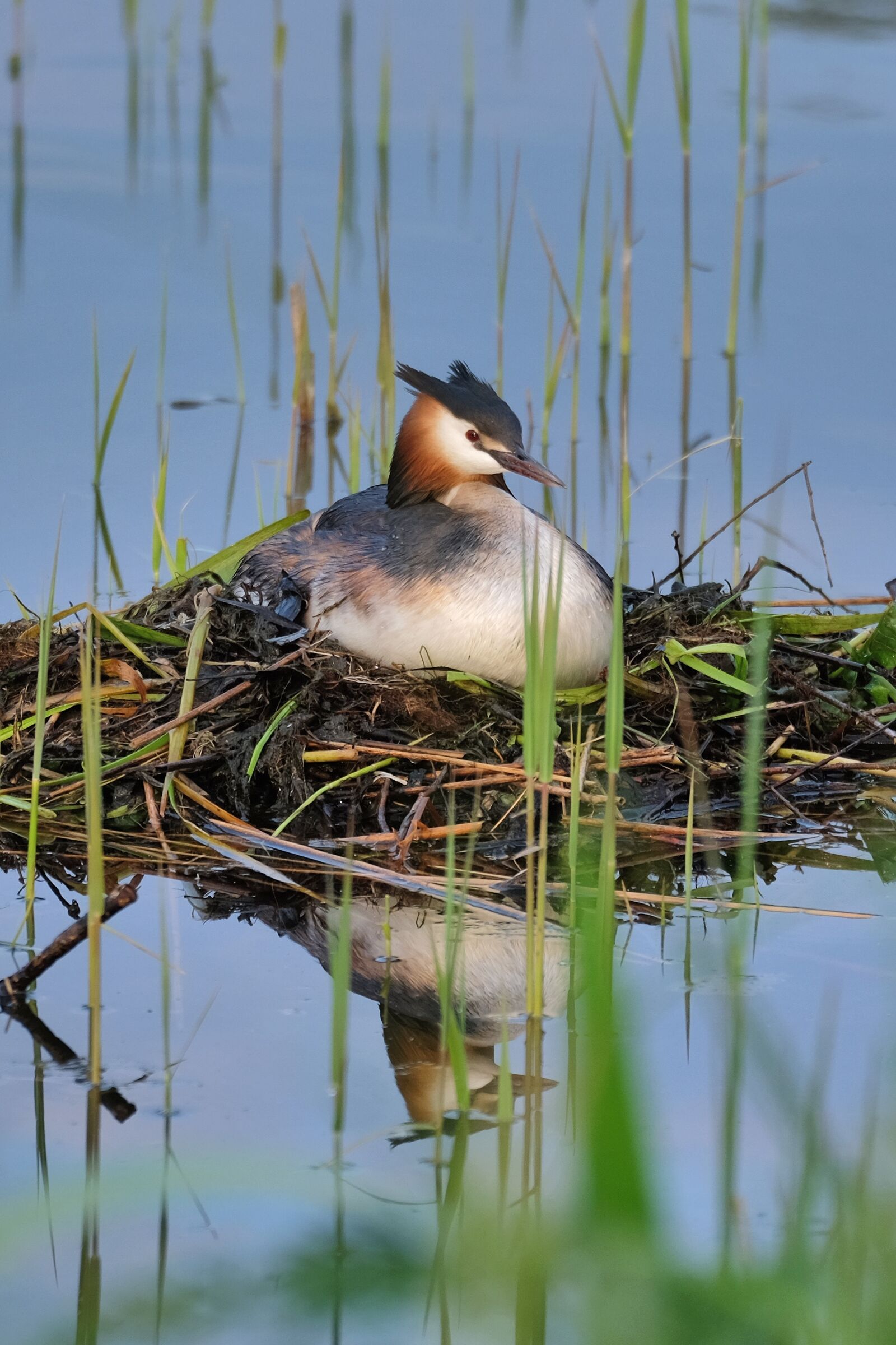 Fujifilm X-T10 sample photo. Great crested grebe, nest photography