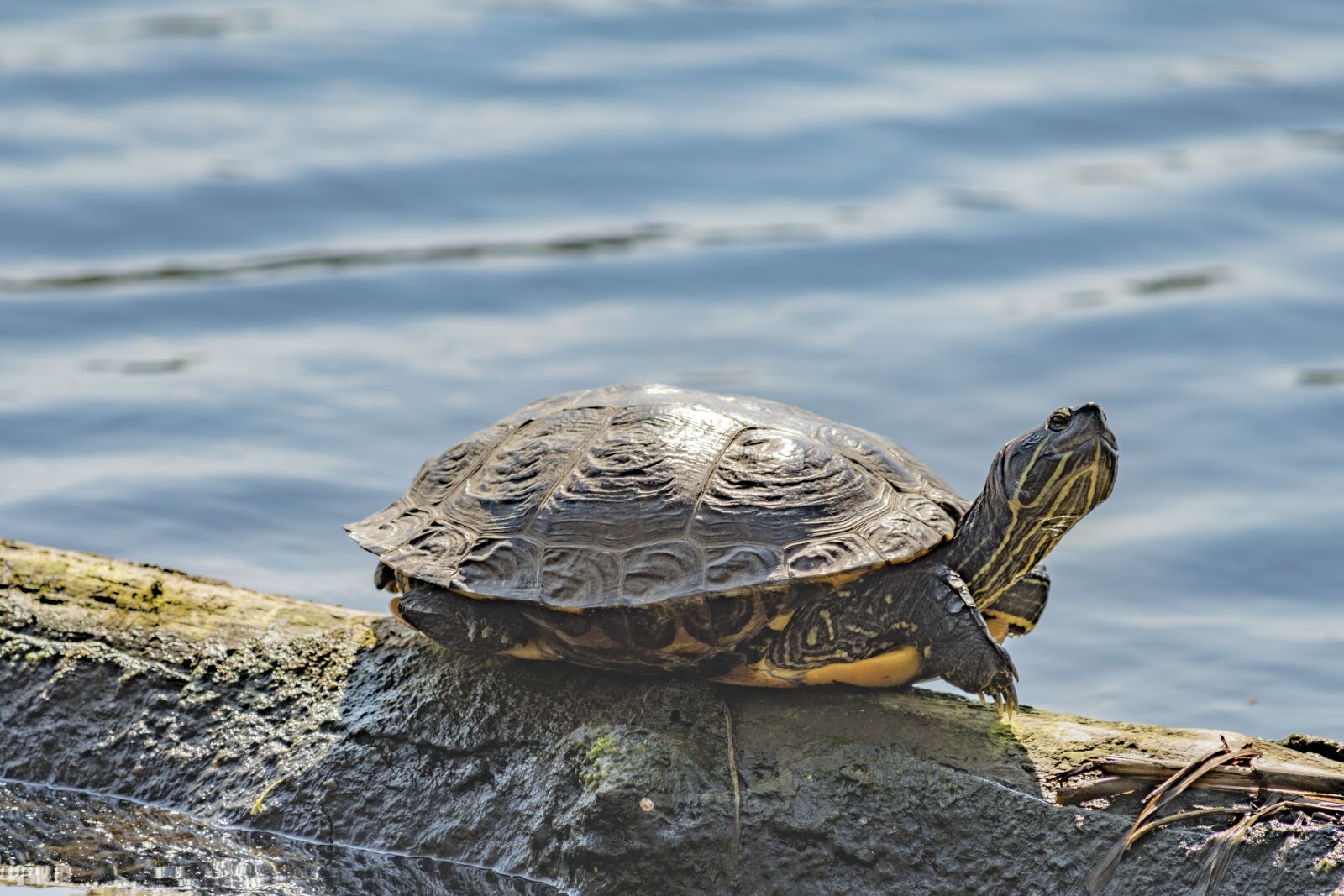 Nikon D500 sample photo. Turtle, water, nature photography