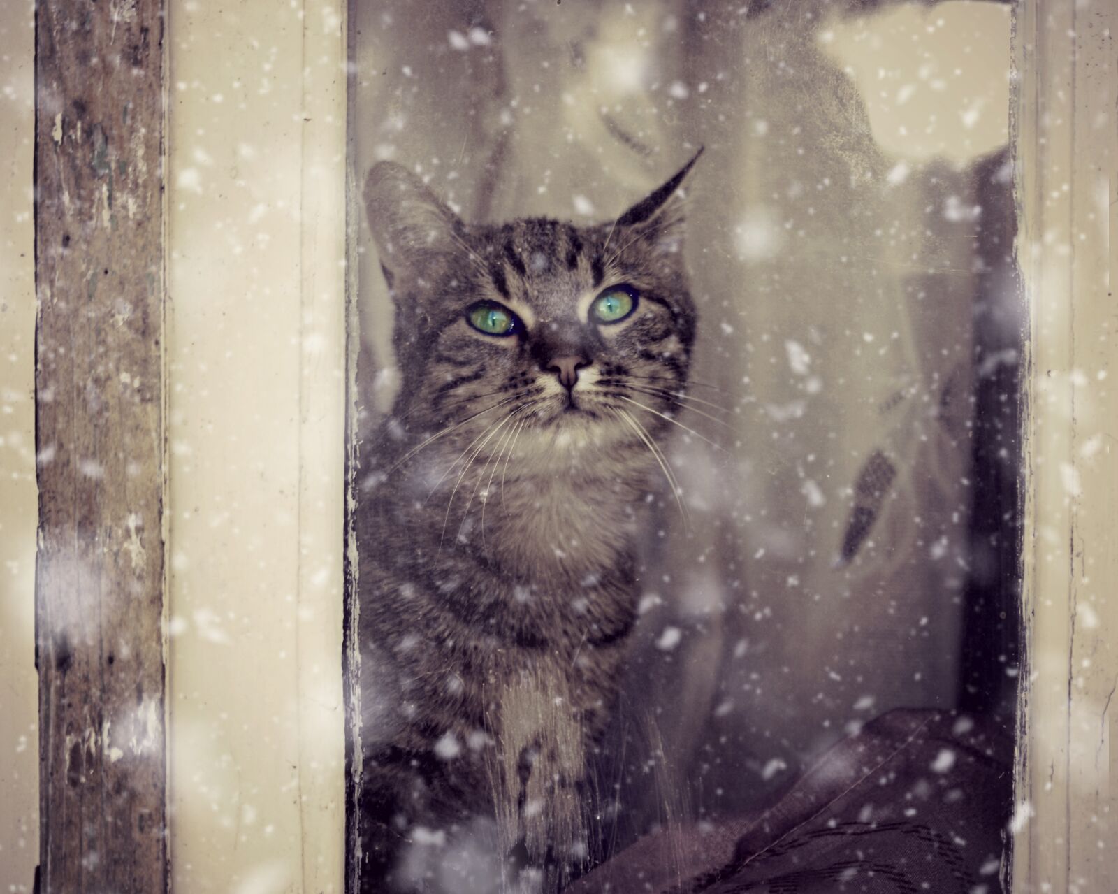 Canon EF-S 60mm F2.8 Macro USM sample photo. Cat, window, snow photography