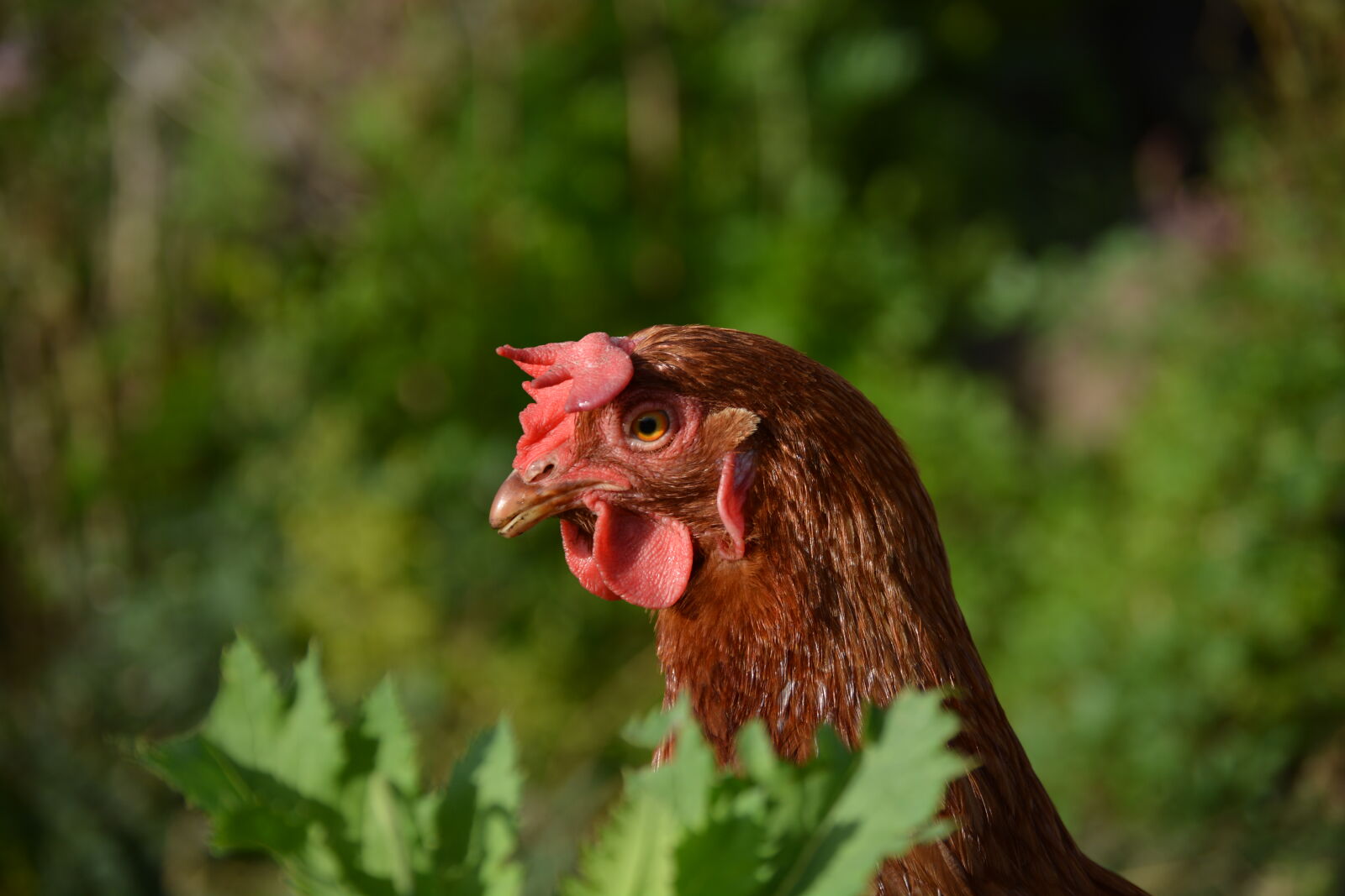 Nikon D5200 sample photo