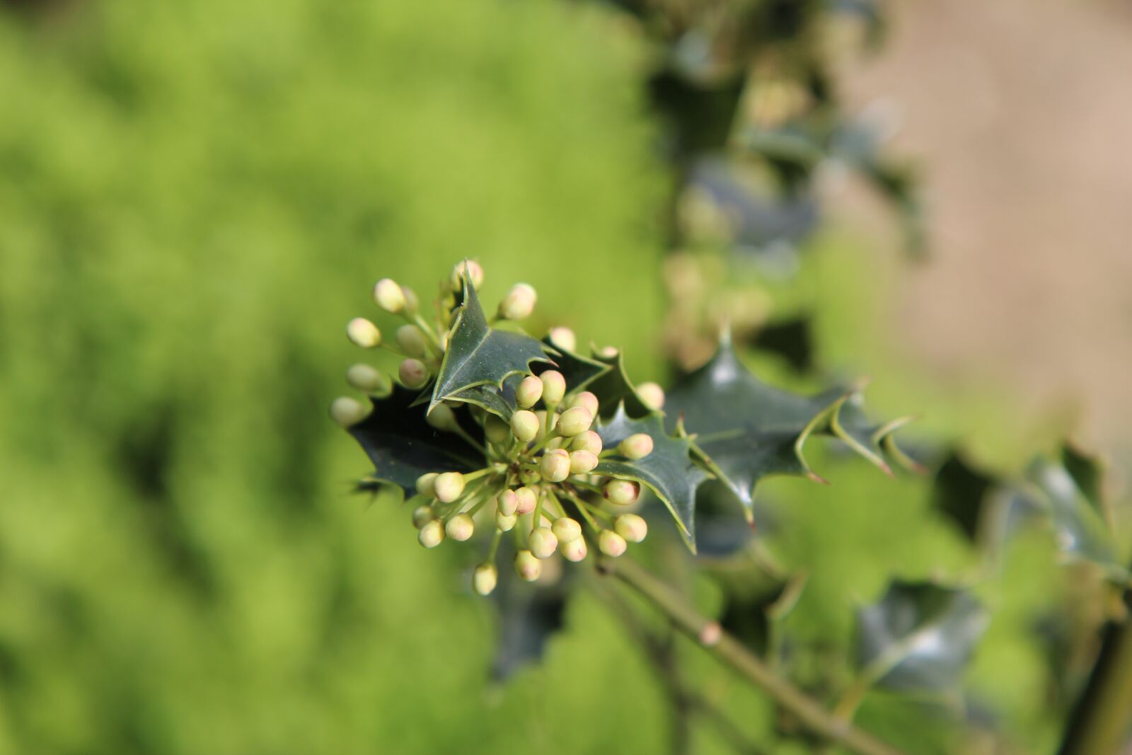 Canon EOS 600D (Rebel EOS T3i / EOS Kiss X5) sample photo. Holly green, flowers of photography